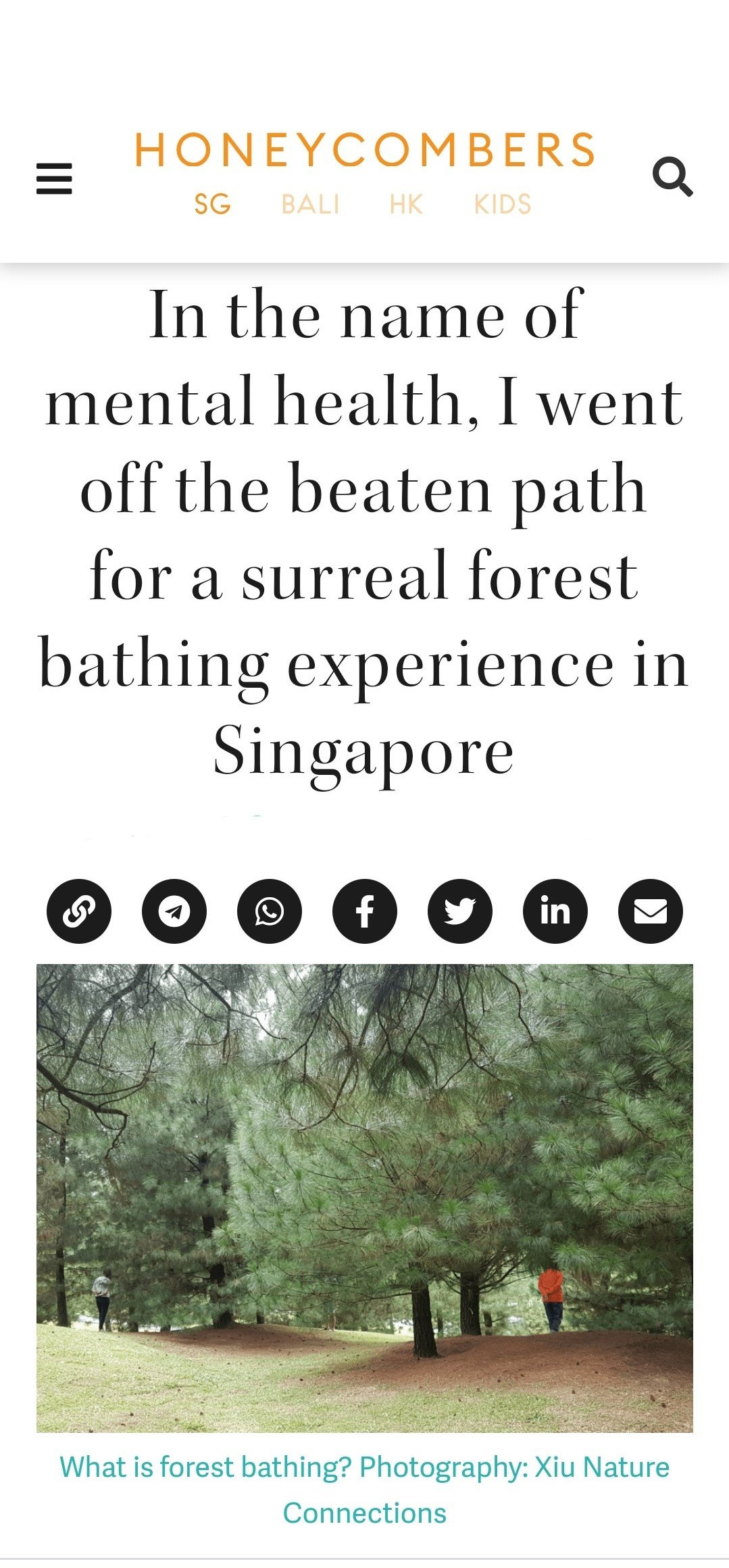 Forest bathing feature by Honeycombers