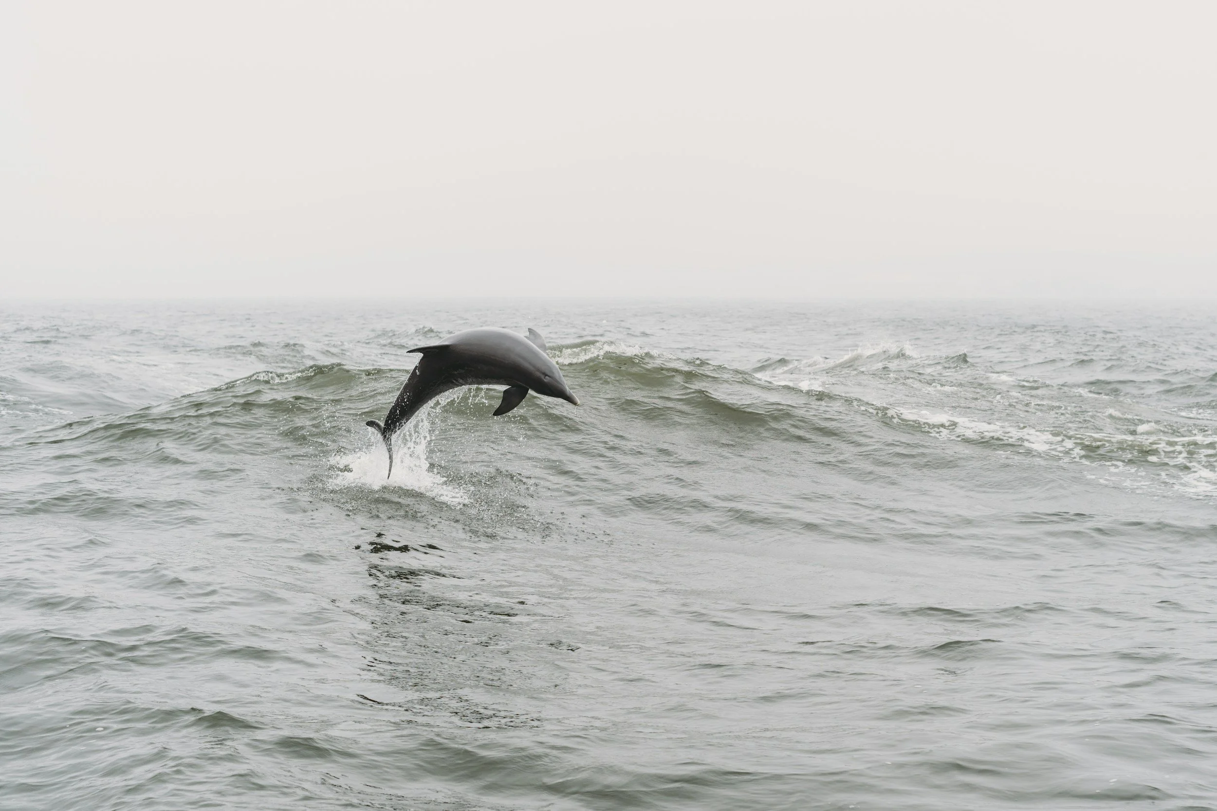 Dolphins playful at sea - forest therapy guide training