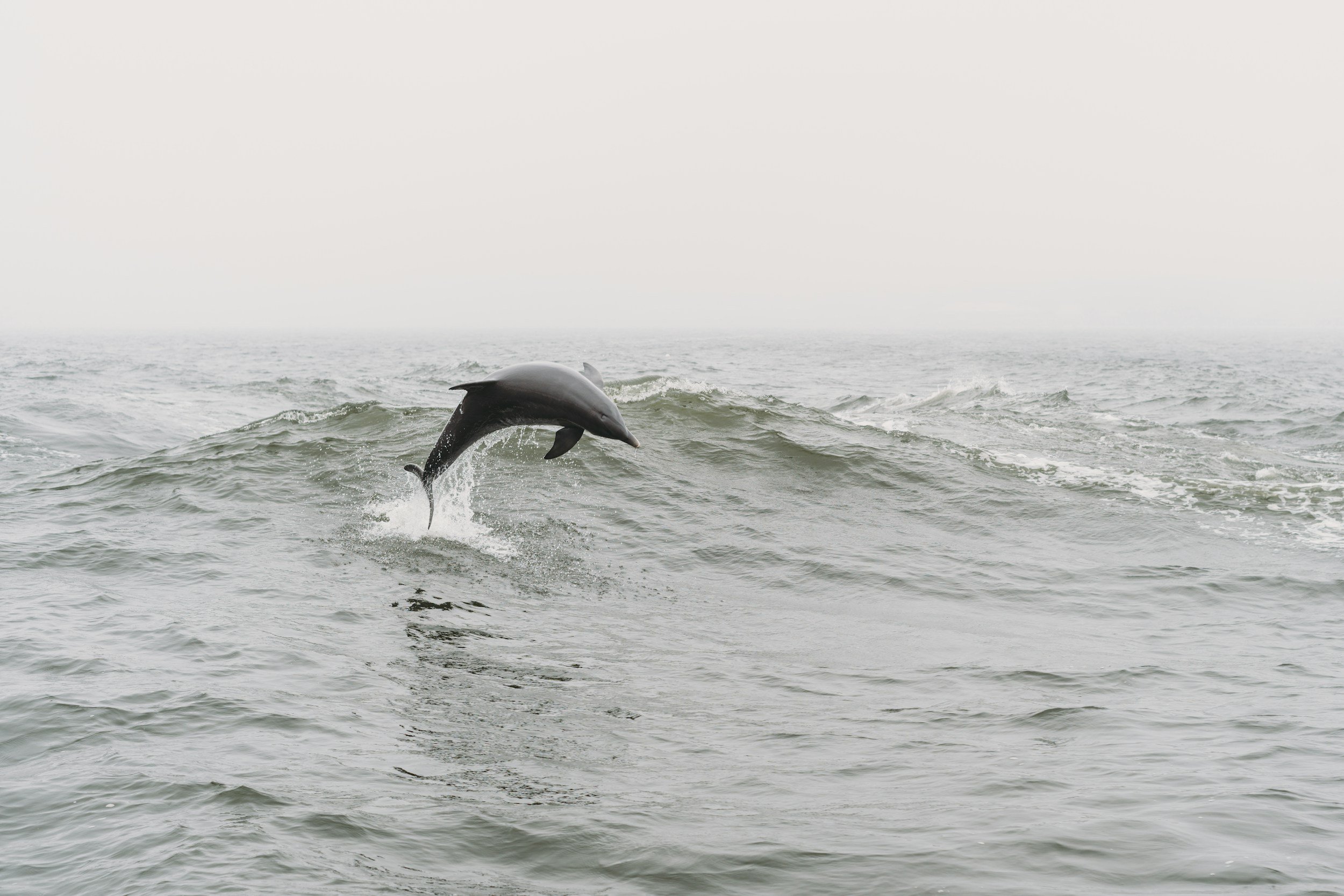 Dolphins playful at sea - forest therapy guide training