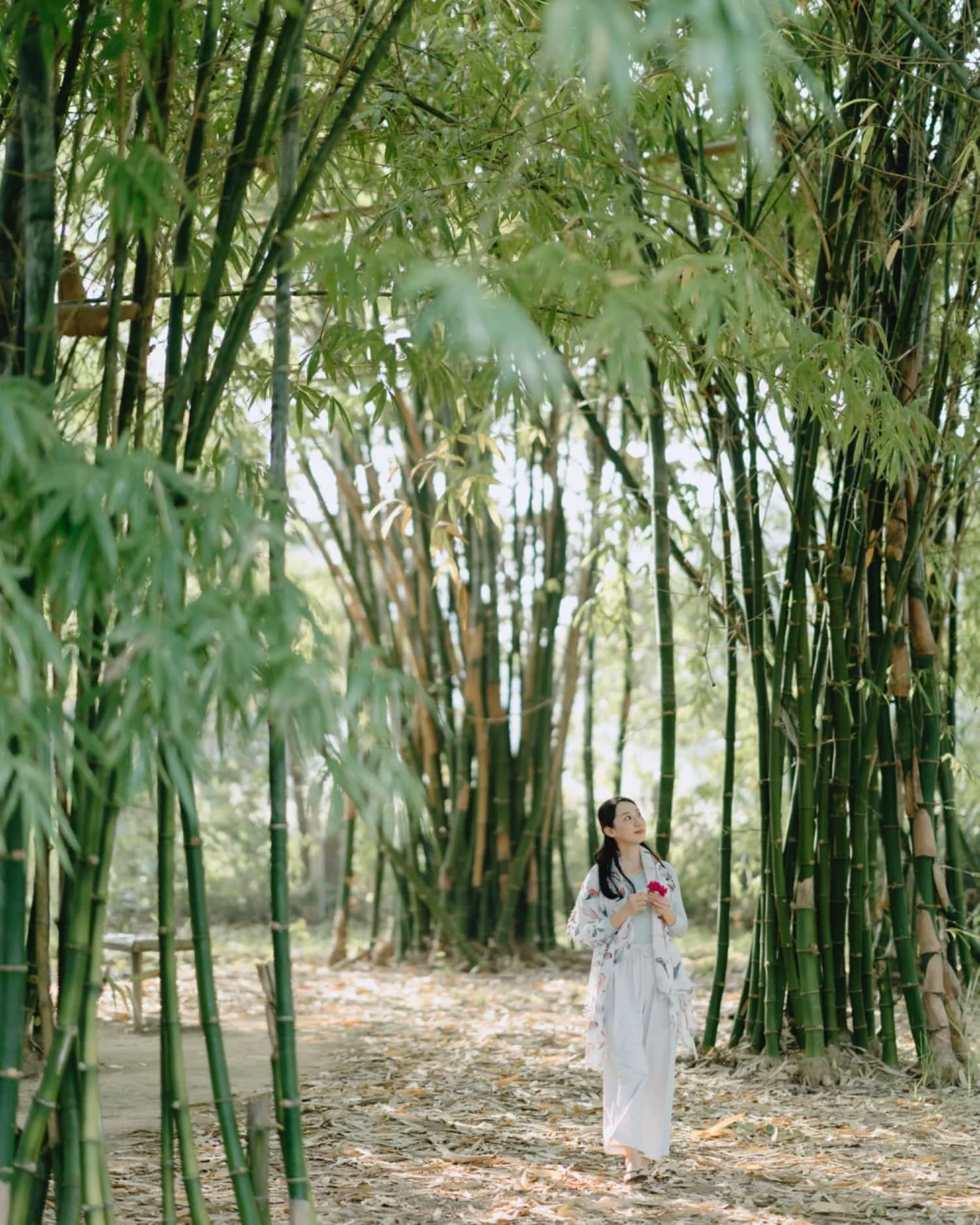 Youmin Yap, founder of Forest with you, walks through a bamboo forest, holding a red flower, embracing forest therapy and looking upward peacefully.