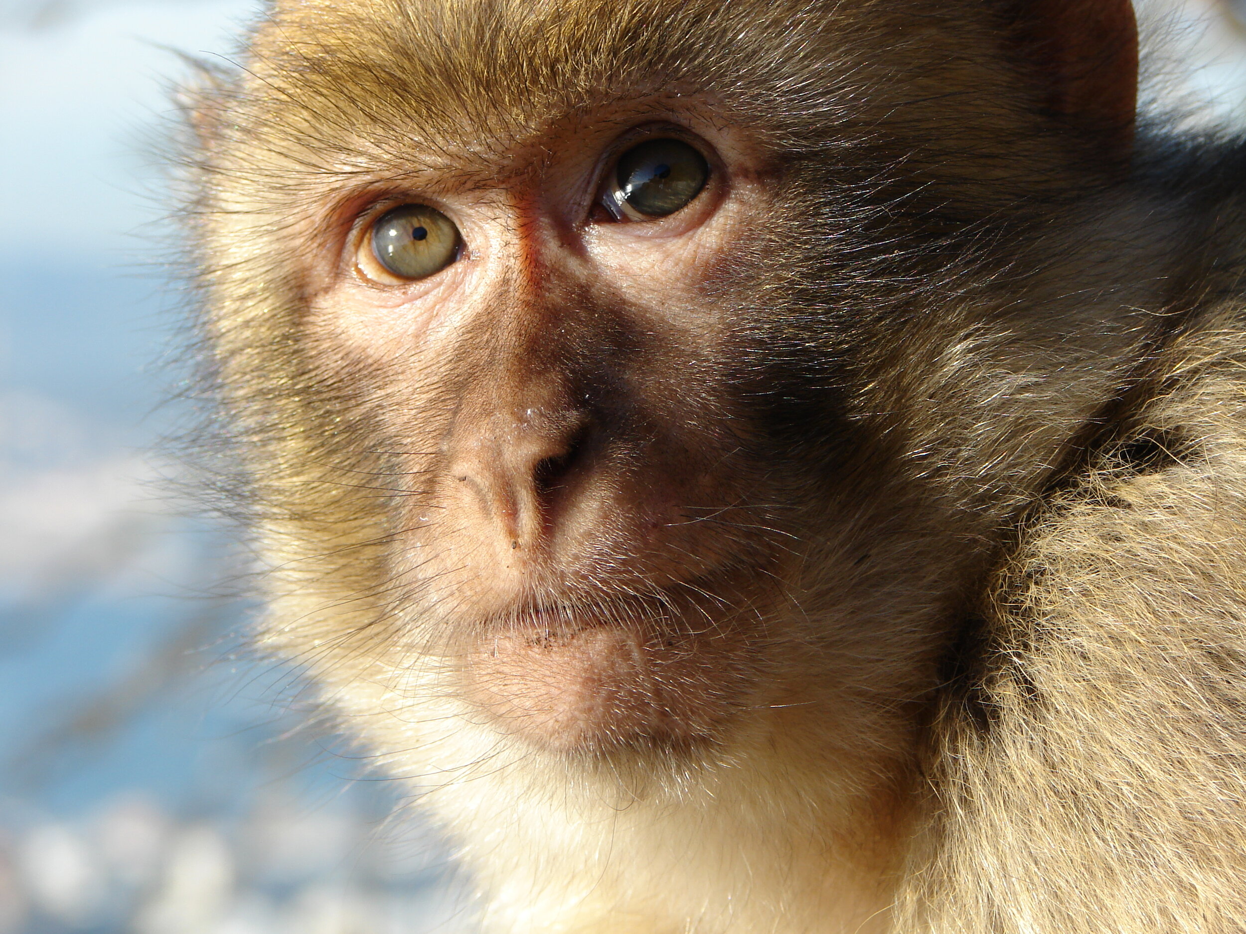 Monkeys Outperform Humans When It Comes To Cognitive Flexibility