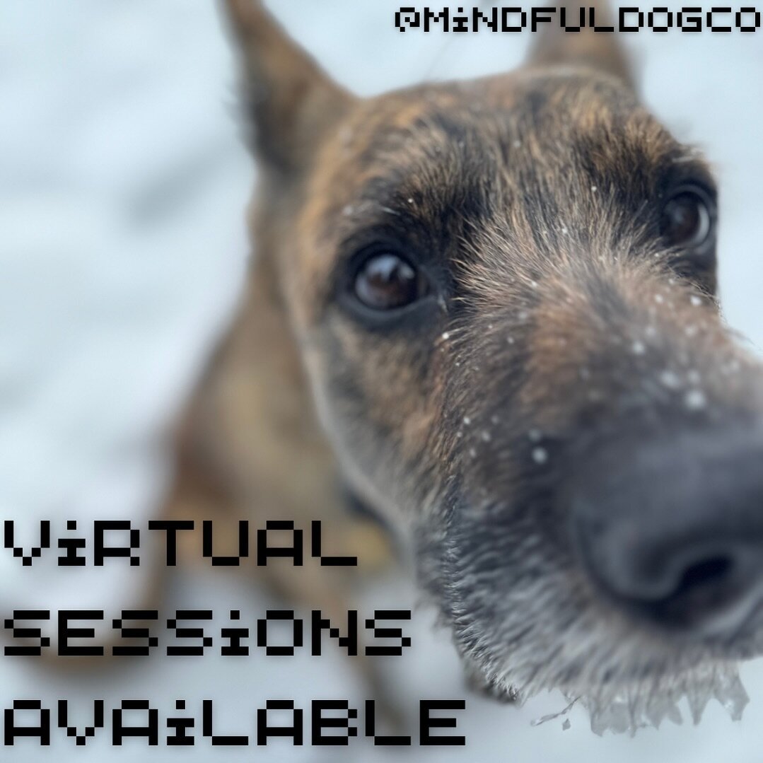 Just a reminder that we have VIRTUAL SESSIONS available if you&rsquo;re wanting training or behavioural support with your dog, but unable to access our training services in person, or would prefer not to train outside in the winter.

We can connect o