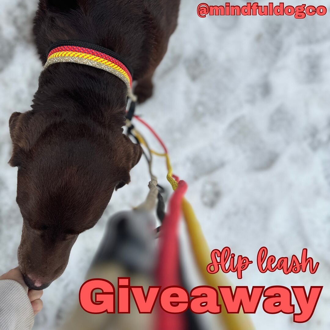 We are giving away 2 Mountain Dog Products slip leads!

After 9 years in the dog industry trying different leashes, these are by far the best quality and most durable slip leads we&rsquo;ve found.

How to enter:
Make sure you&rsquo;re following @mind