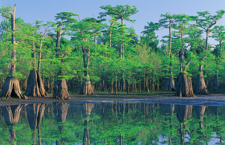 Apalachicola Nat Forest Mysterious Stories Blog