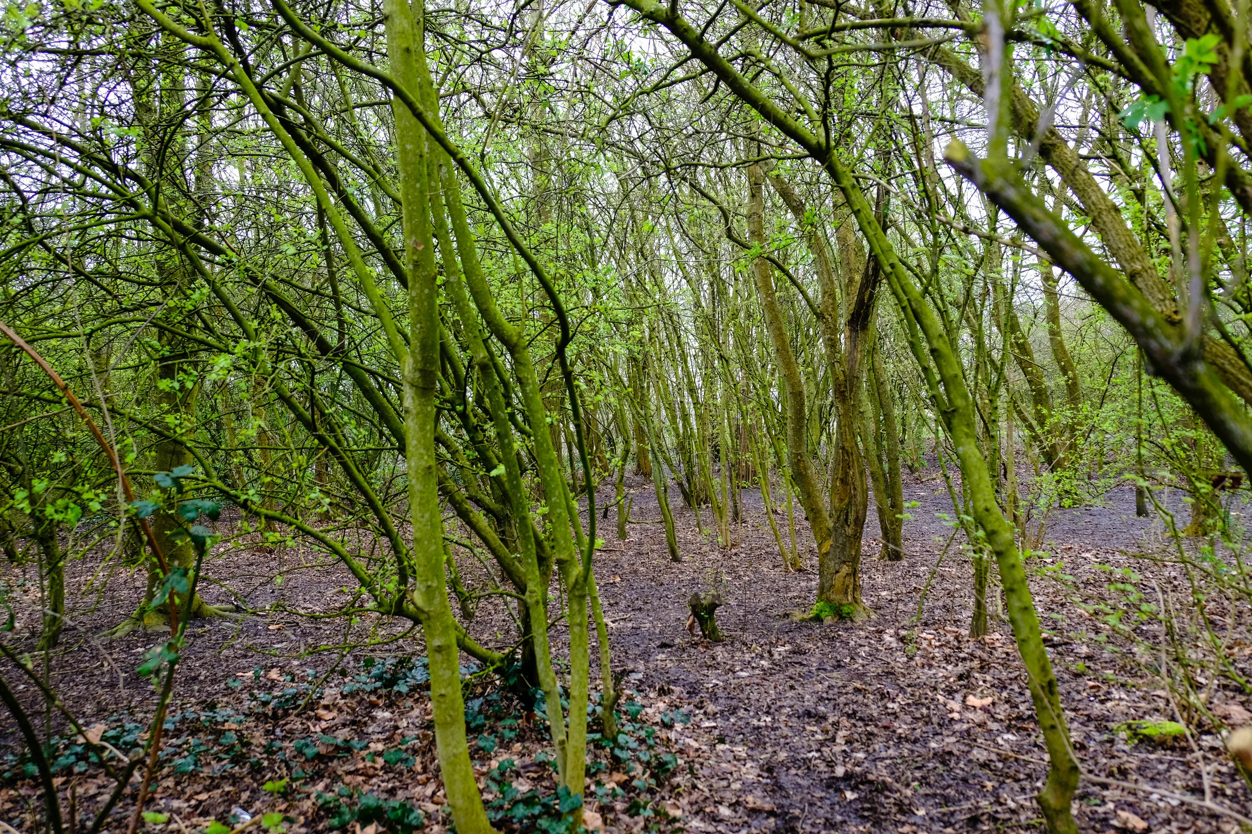 grove.jpg