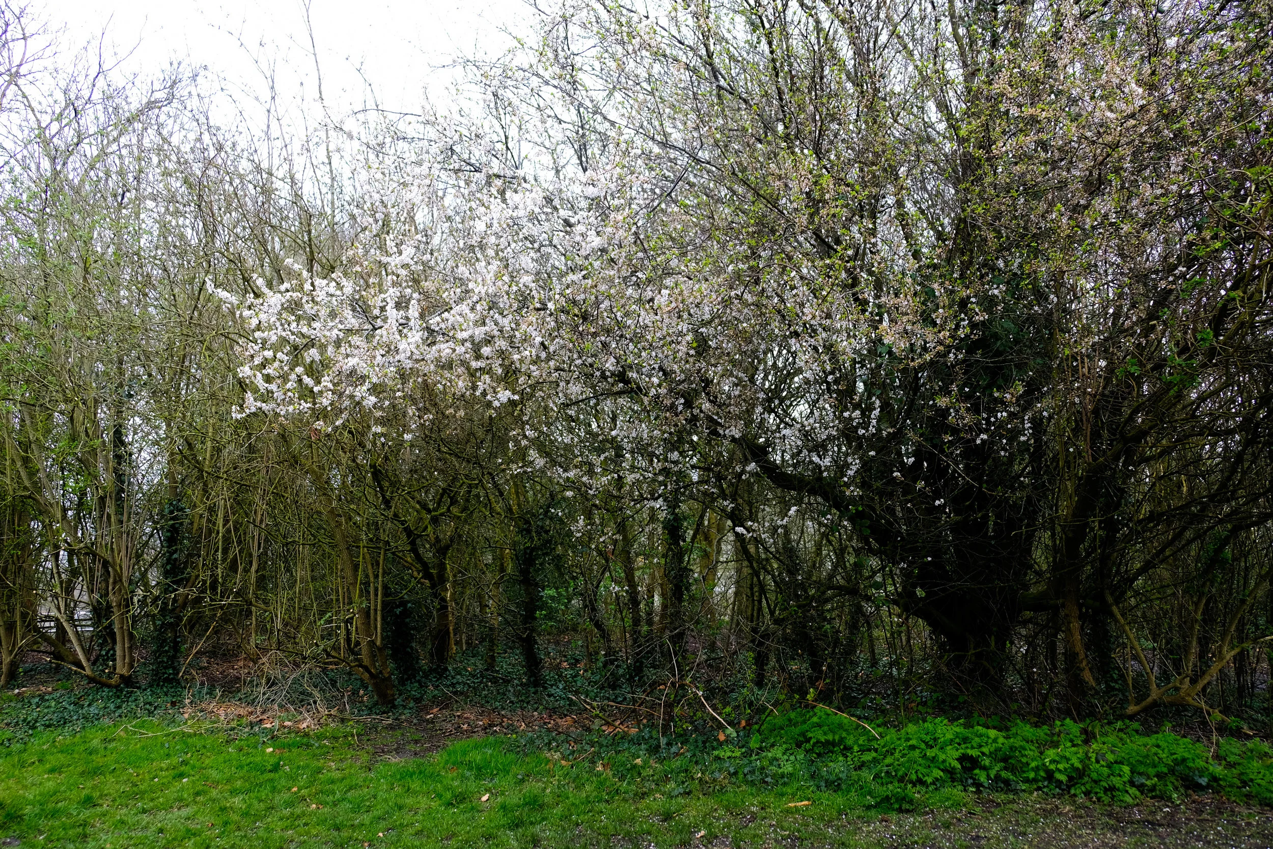 blossomtree.jpg