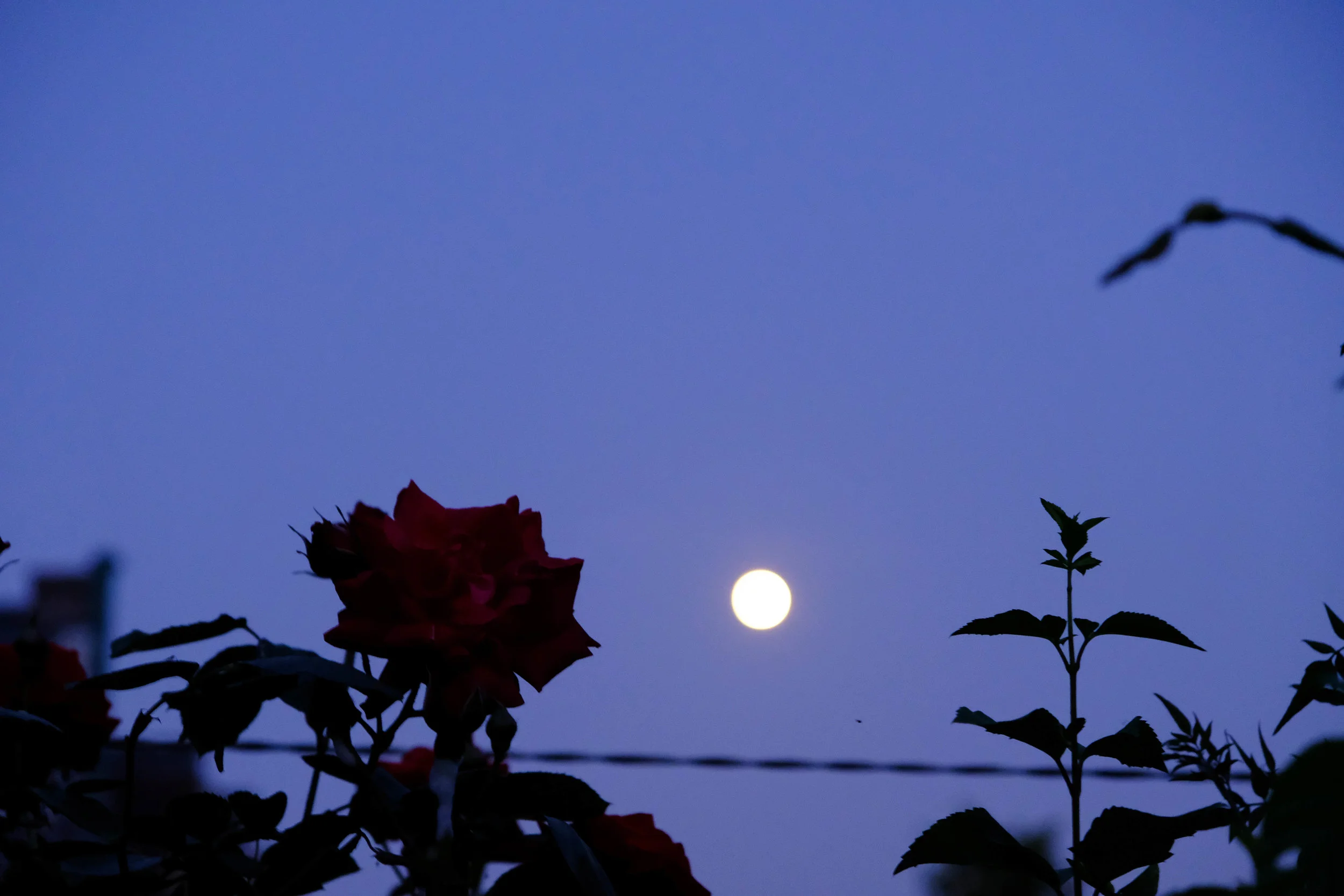moon&may-5.jpg