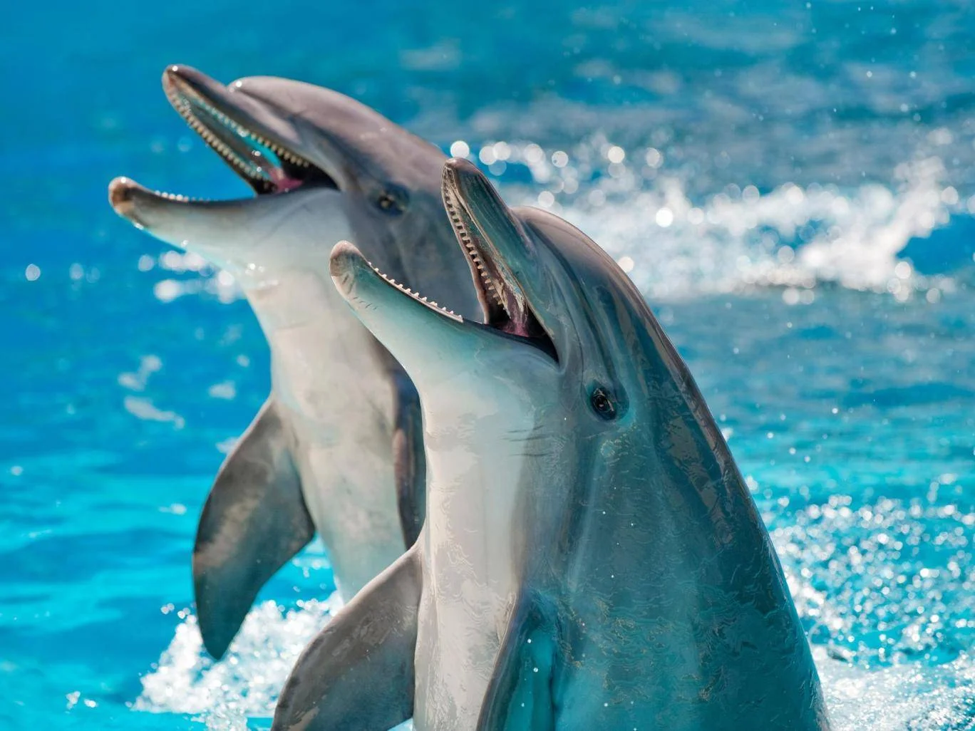 Scientists were able to listen in on the dolphin population of the Gulf of Mexico using underwater sensors Getty Images