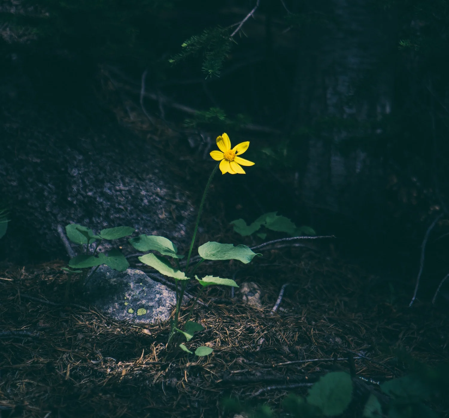 matthew-smith-5942-unsplash.jpg