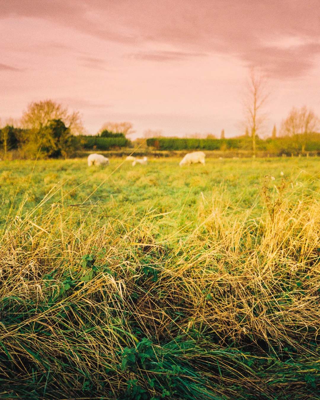 sheep in field.jpg