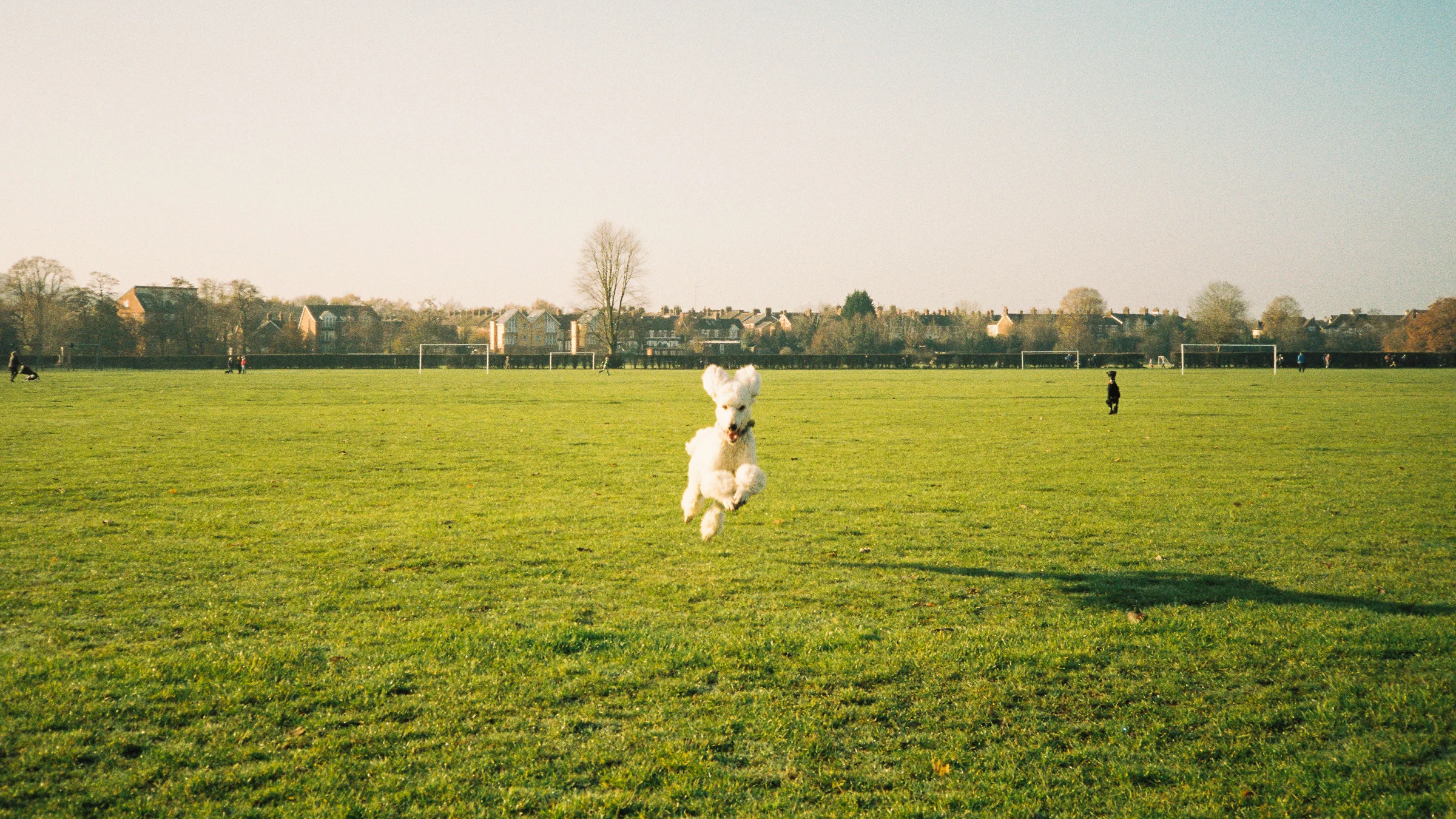 poodle jumping.jpg
