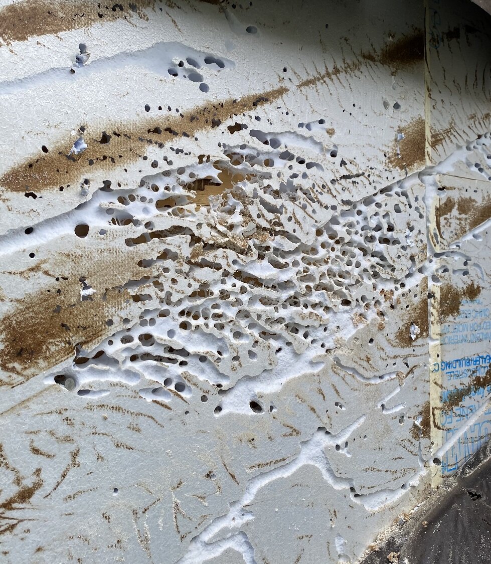 Uh-oh... A Carpenter Ant Infestation!