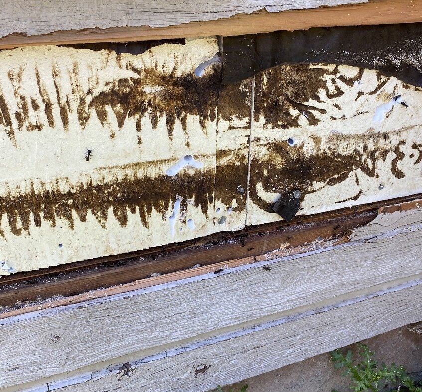  This was what we found after removing just a few pieces of siding. This was obviously a very large ant colony.  