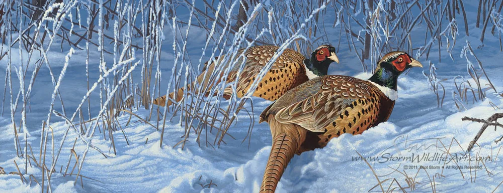Original Paintings — Scot Storm Wildlife Art
