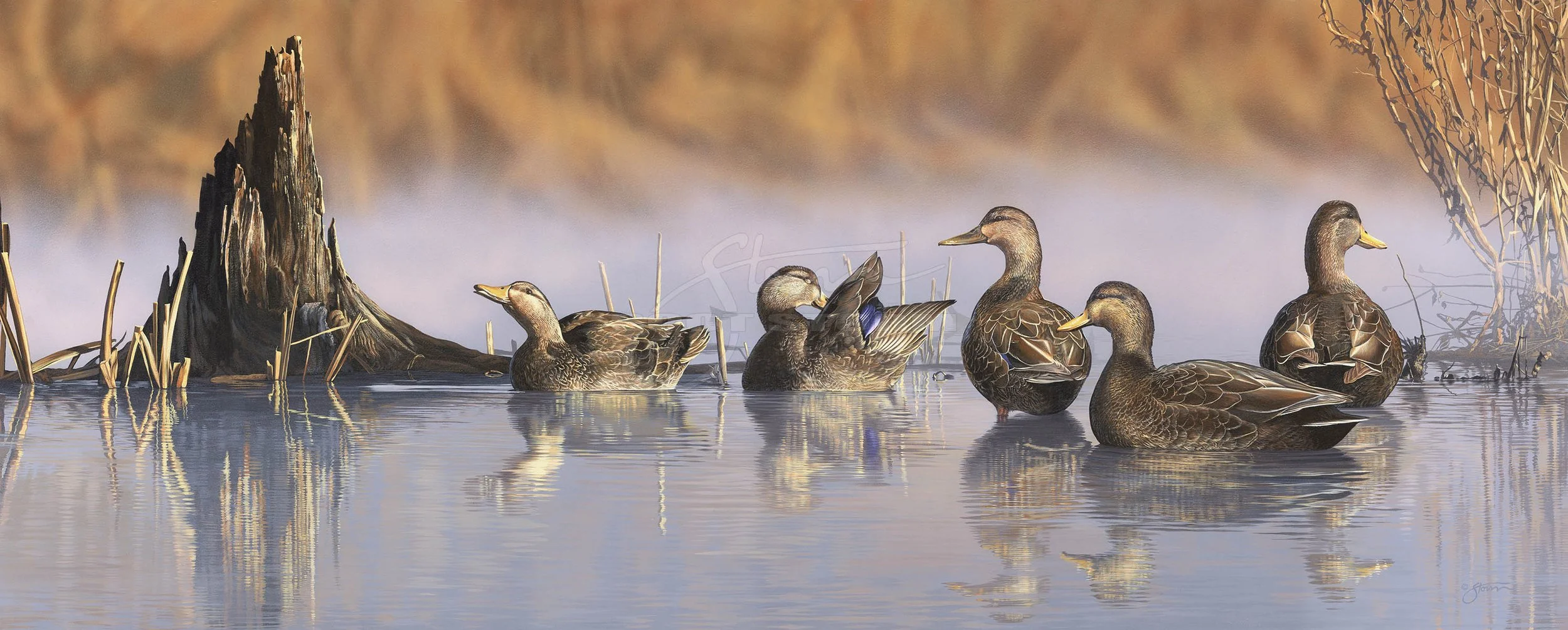 Spring Mist+Black+Ducks++Scot Storm+wildlife+art+prints+original+painting+waterfowl+duck+ducks unlimited+delta waterfowl.jpg