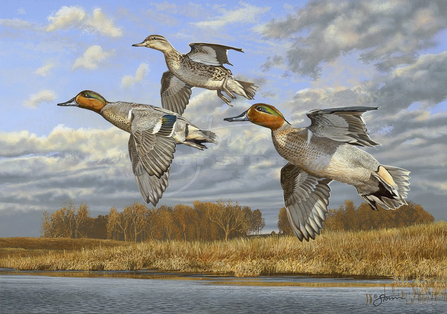 Autumn Greens+greenwing+teal+Scot Storm+waterfowl+wildlife+art+prints+original+painting+duck+ducks unlimited+delta waterfowl+kansas ducks unlimited.jpg