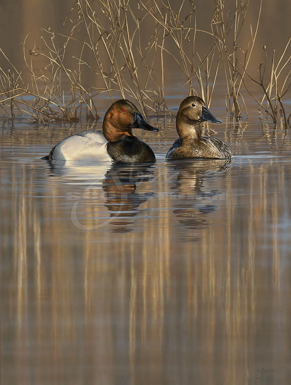 Amber Water+Canvasback+Scot Storm+waterfowl+wildlife+art+prints+original+painting+duck+ducks unlimited+delta waterfowl.jpg