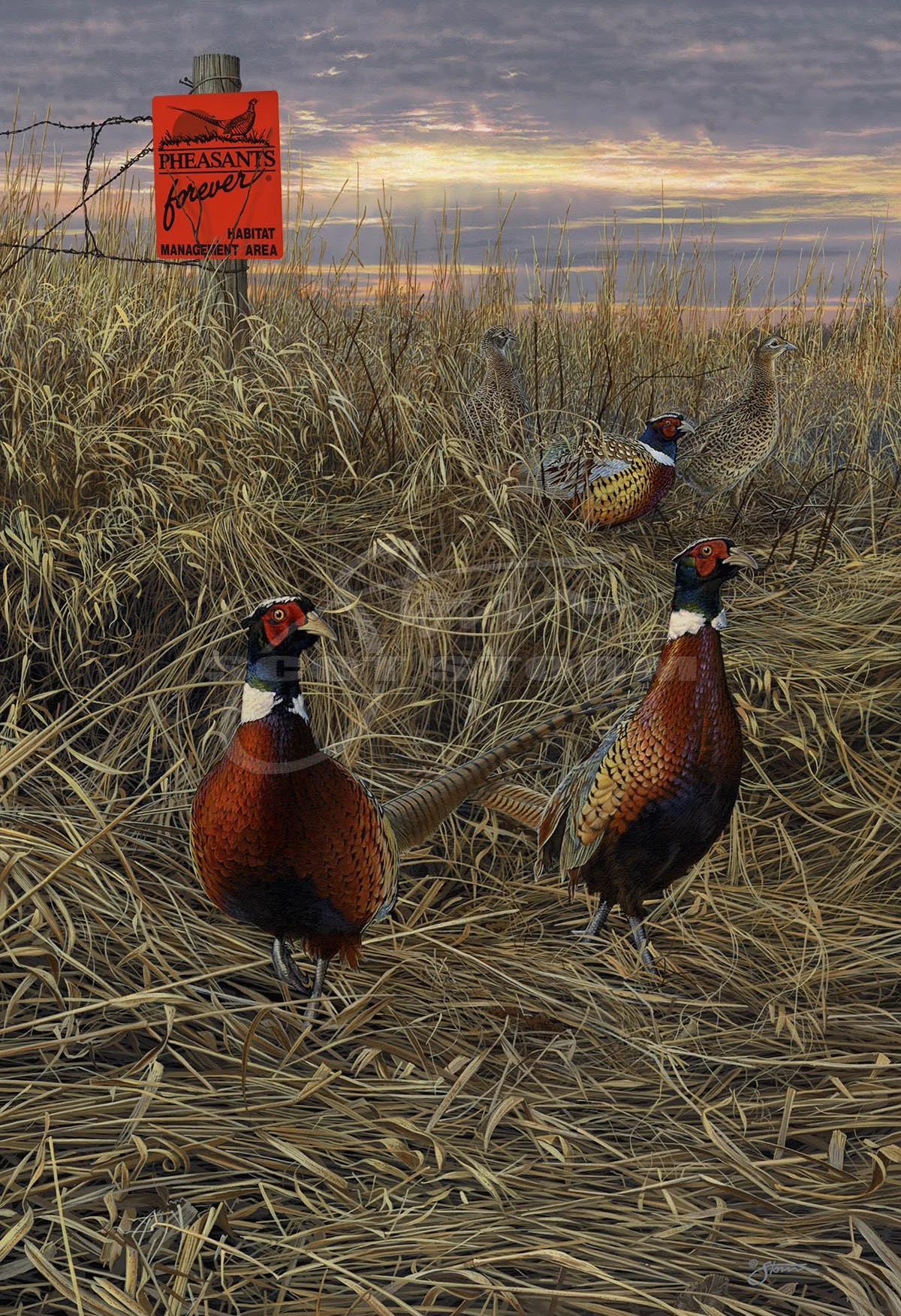 pheasant hunting iphone wallpaper