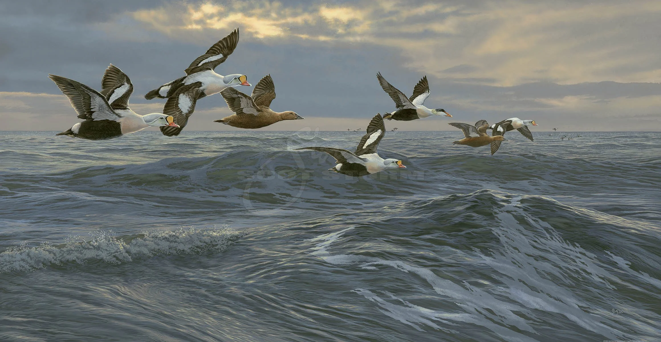 Bering Kings+King eider+pacific eider+eider+Scot Storm+waterfowl+wildlife+art+prints+original+painting+duck+ducks unlimited+delta waterfowl.jpg