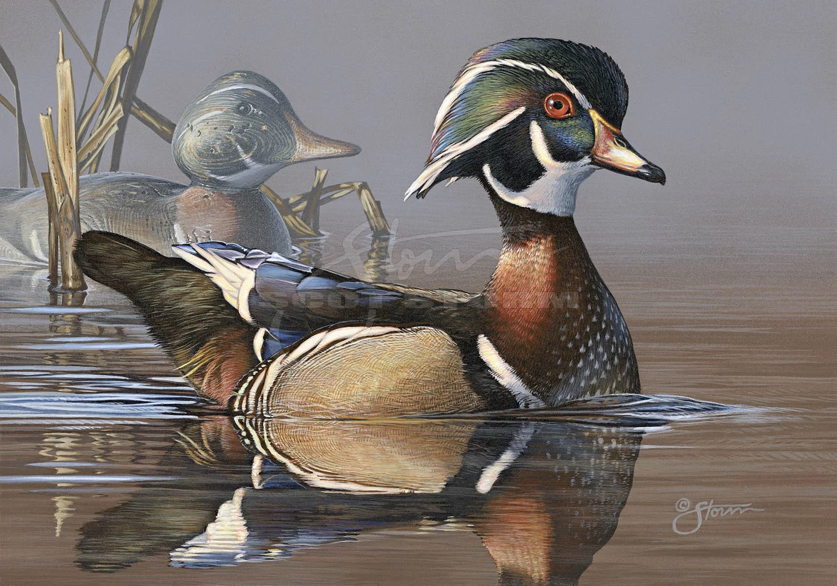 Federal Duck Stamp+2019+2020+wood duck+Scot Storm+waterfowl+wildlife+art+prints+original+painting+duck+ducks unlimited+delta waterfowl.jpg