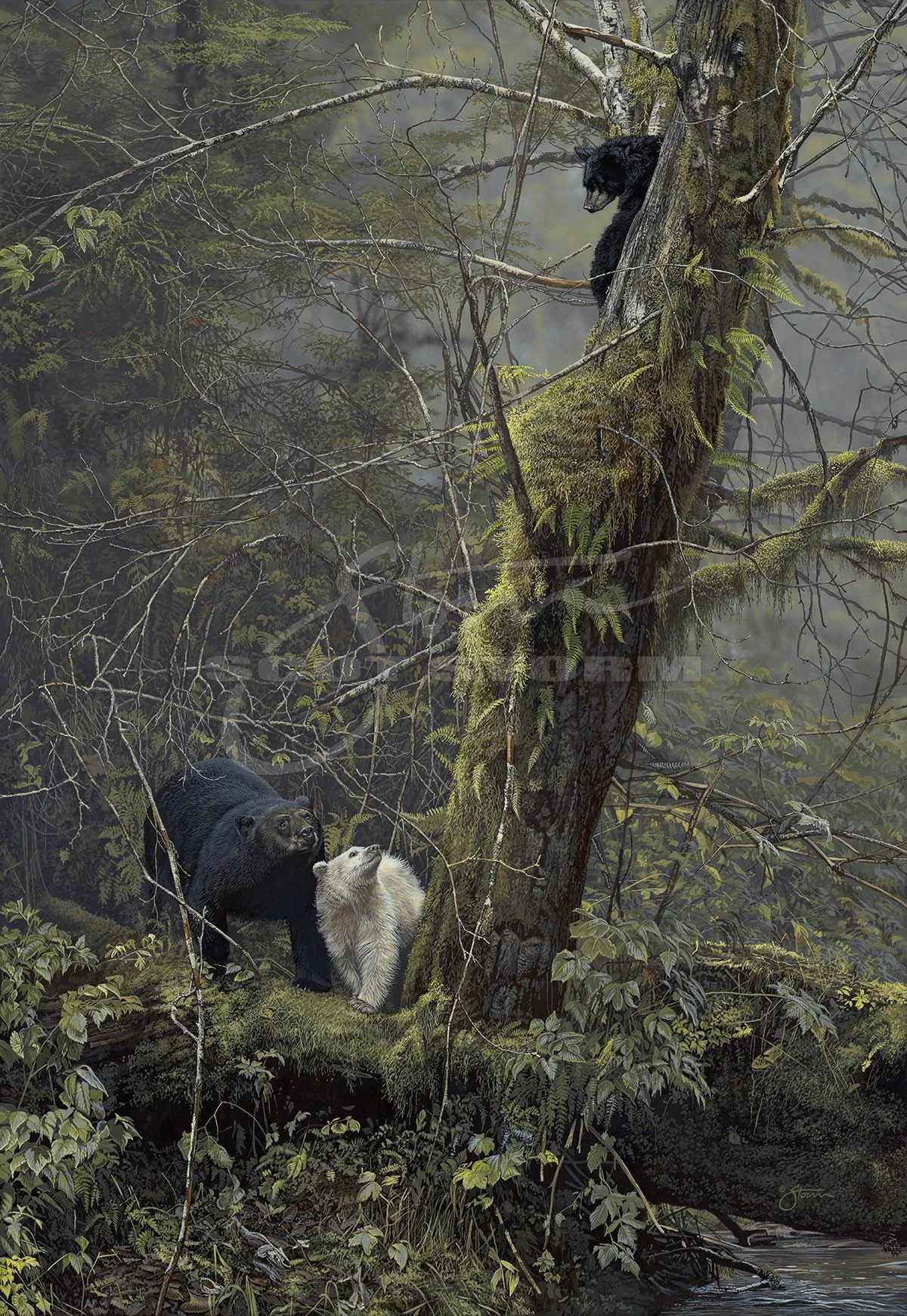 Spirit Bear+black+spirit+bear+predator+western+Scot Storm+wildlife+art+prints+original+painting.jpg