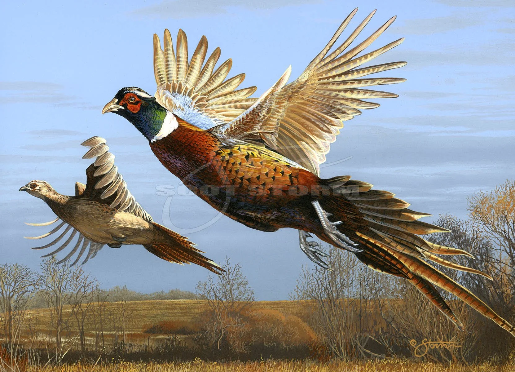 2011 Minnesota Pheasant Stamp+stamp+Minnesaota+pheasant+Scot Storm+wildlife+art+prints+original+painting+pheasantforever.jpg