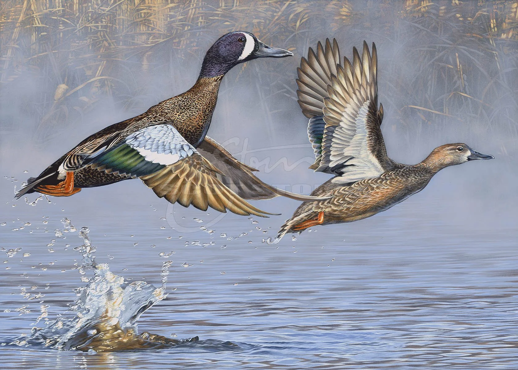 2009 Texas Duck Stamp+stamp+bluewing+teal+Scot Storm+waterfowl+wildlife+art+prints+original+painting+duck+ducks unlimited+delta waterfowl.jpg