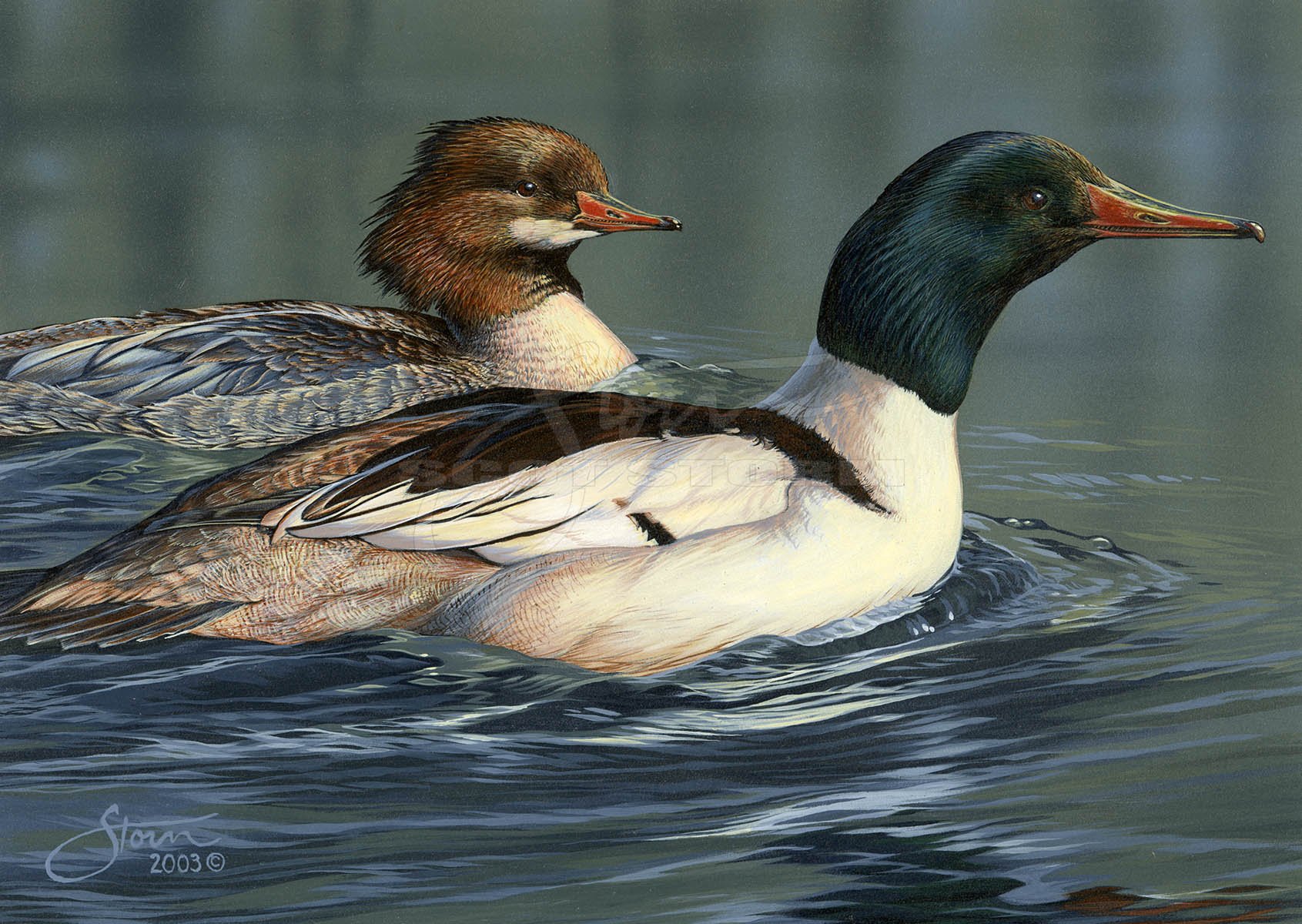 2004 Minnesota duck stamp+stamp+merganser+Scot Storm+waterfowl+wildlife+art+prints+original+painting+duck+ducks unlimited+delta waterfowl.jpg