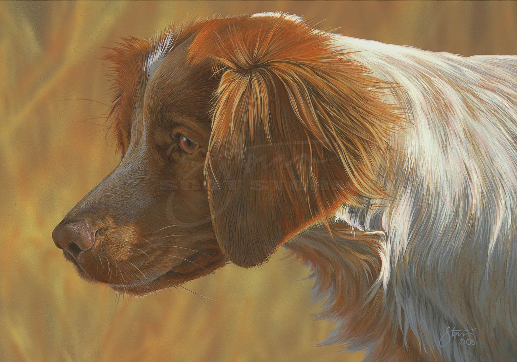 Brittany+spaniel+sporting+dog+upland+game+pheasnt+Scot Storm+wildlife+art+prints+original+painting+quail unlimited+pheasants forever.jpg