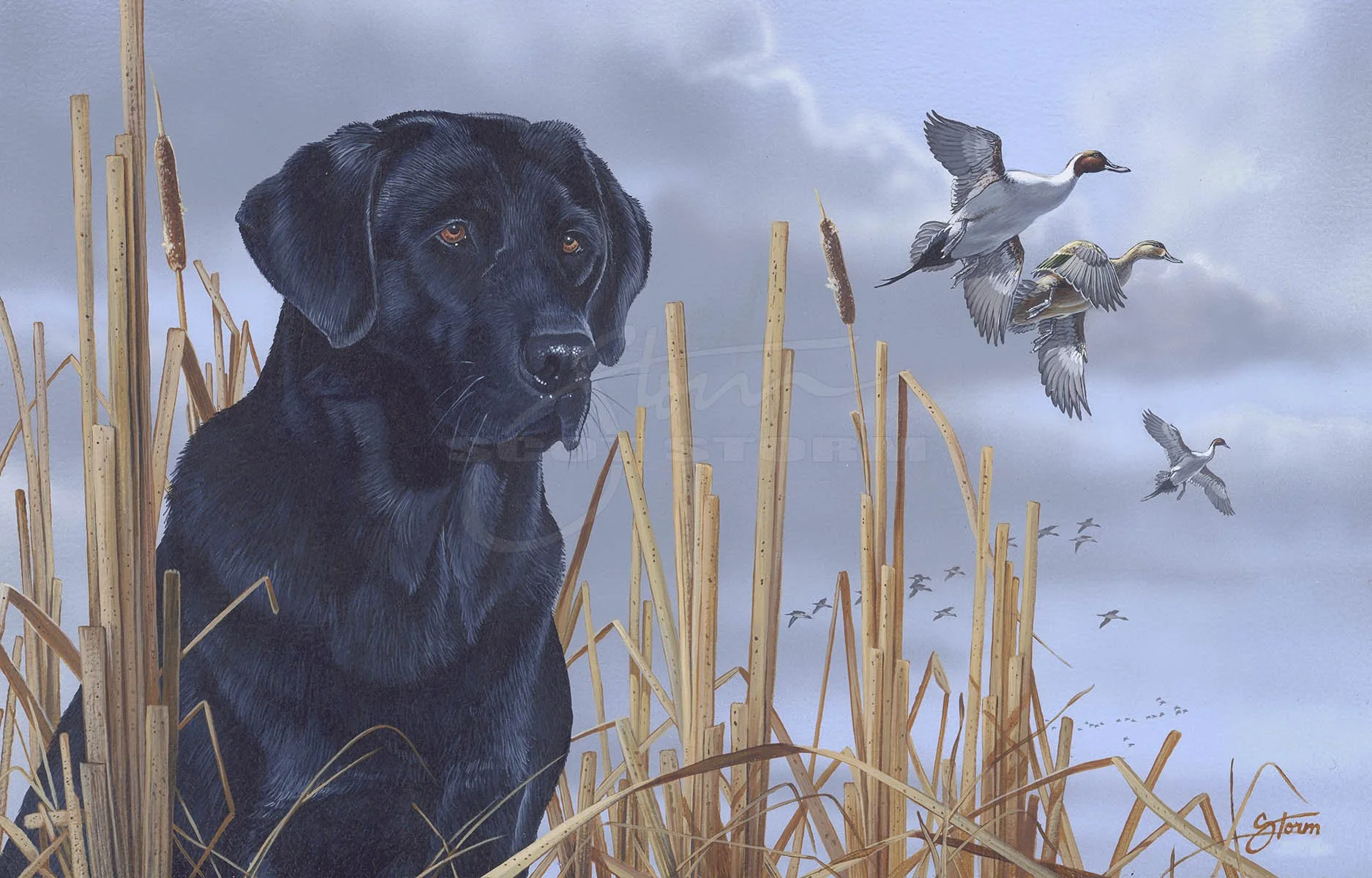 Field Companions+Black+lab+labrador+pintail+hunting+Scot Storm+waterfowl+wildlife+art+prints+original+painting+duck+ducks unlimited+delta waterfowl.jpg