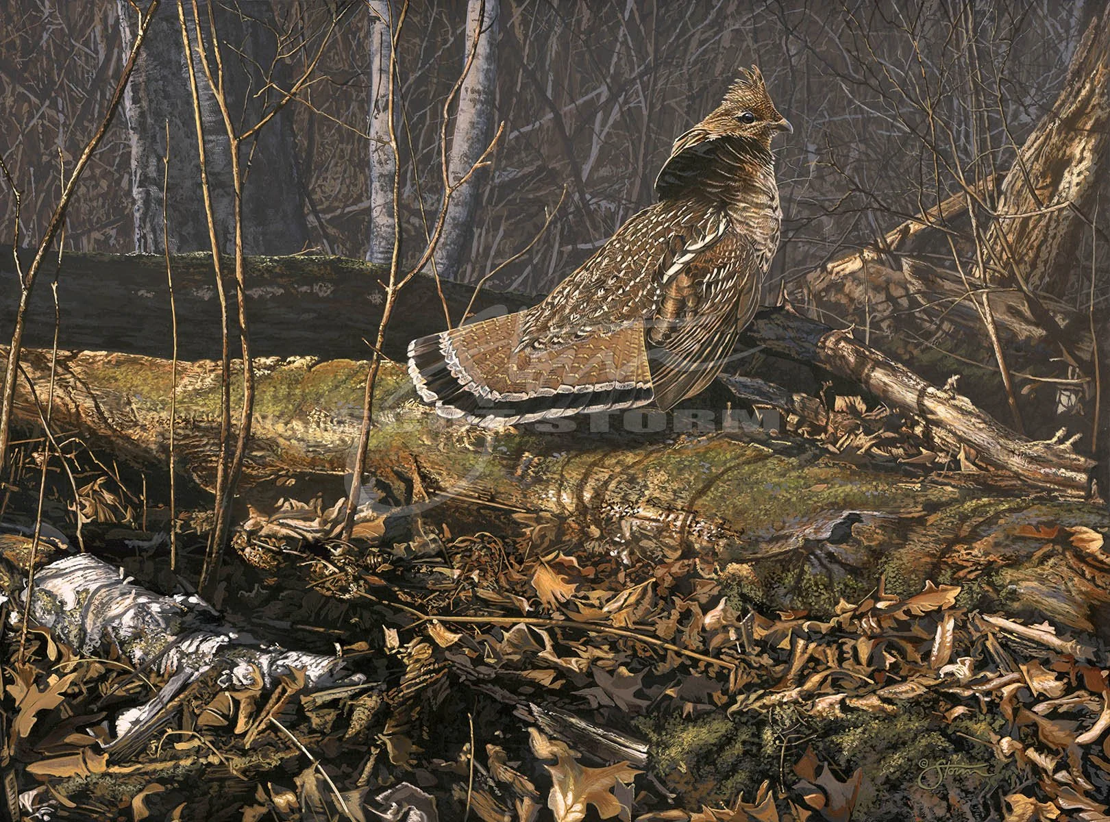 Forrest realm+ruffed+grouse+hunting+upland+Scot Storm+wildlife+art+prints+original+painting.jpg