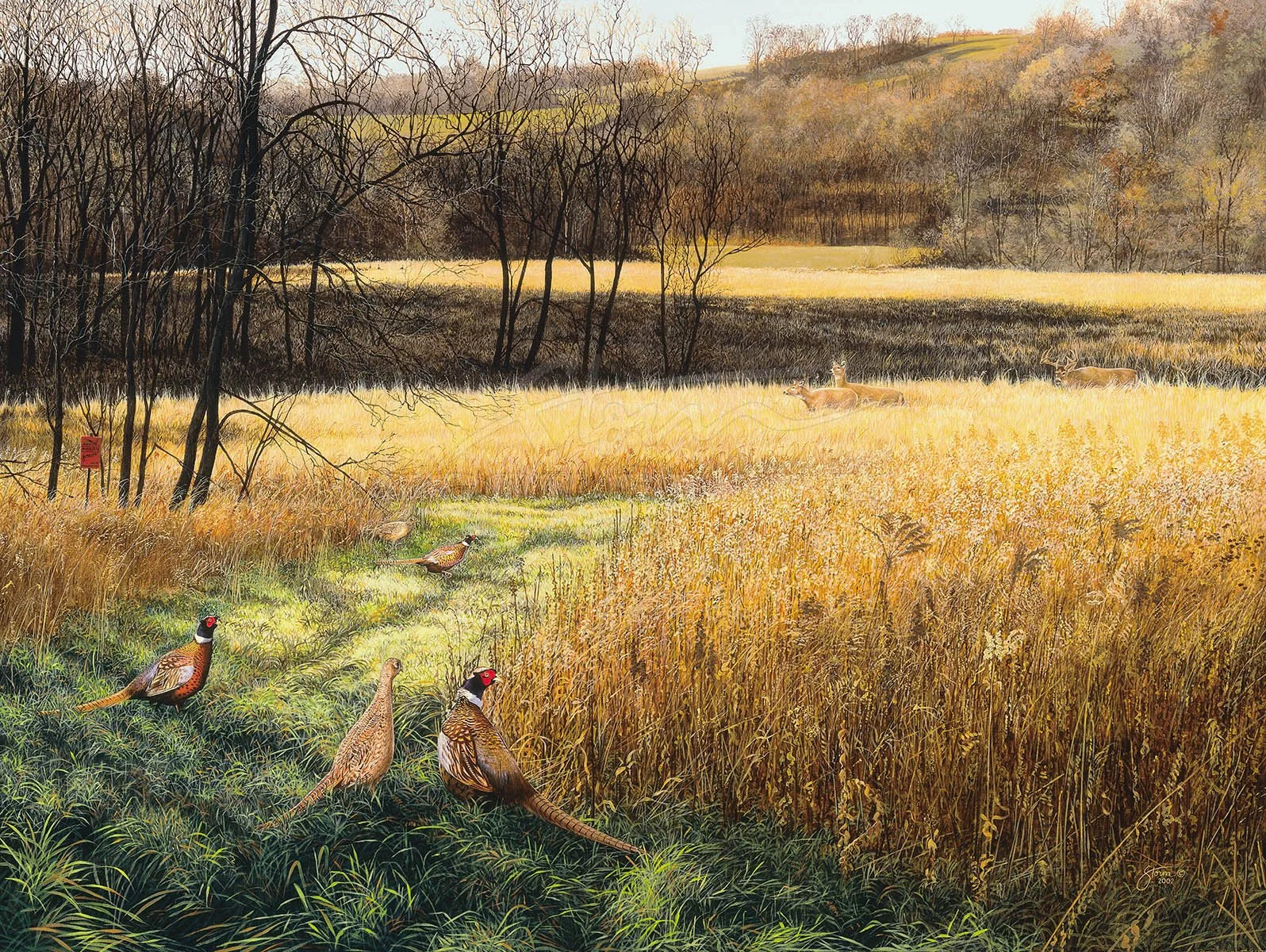 Lecacy II+pheasants forever+pheasant+whitetail+deer+upland+Scot Storm+wildlife+art+prints+original+painting.jpg