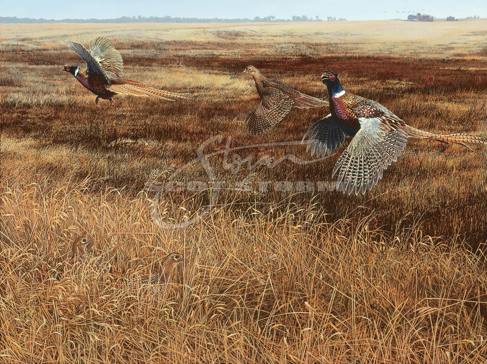 Legacy IV+pheasant+pheasants forever+hunting+Scot Storm+wildlife+art+prints+original+painting.jpg
