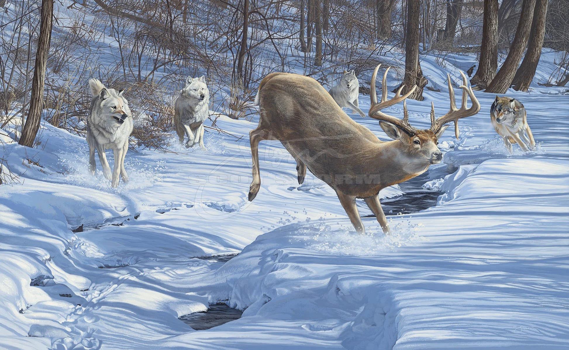 MDHA+The Chase is On+whitetail+deer+grey+timber+wolf+wolves+Scot Storm+wildlife+art+prints+original+painting.jpg