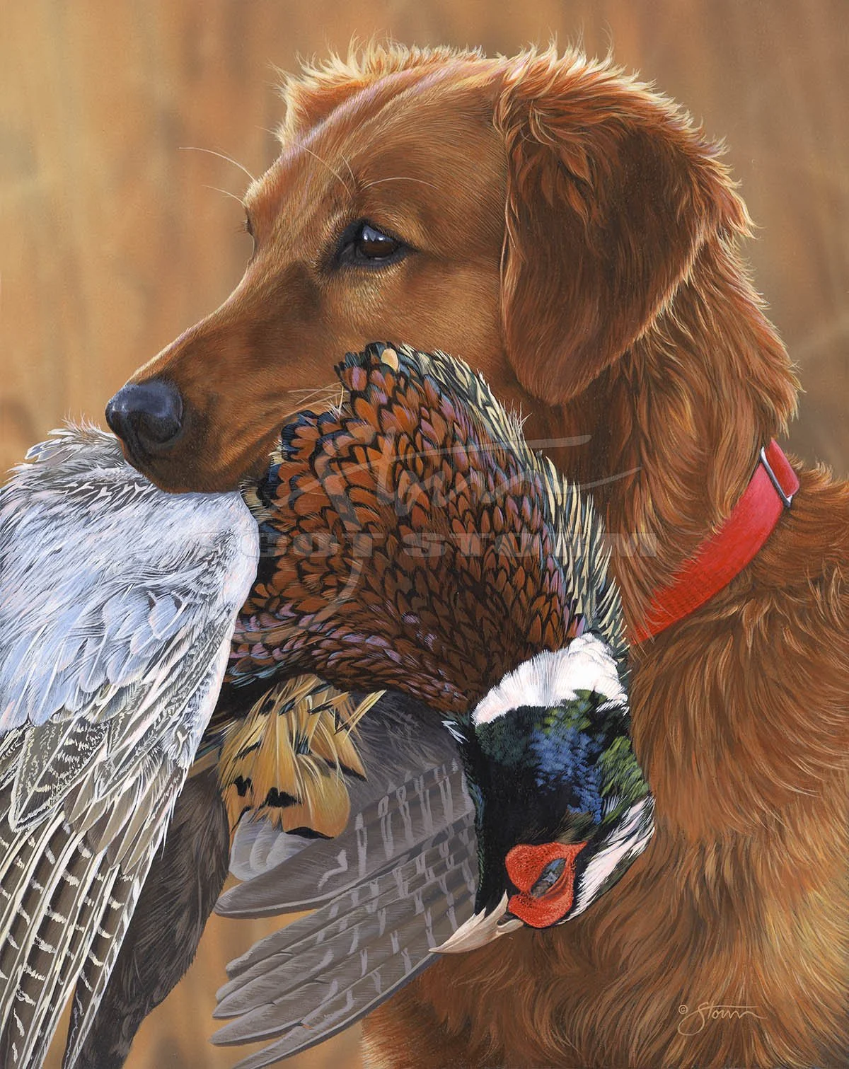 Prize Possession+Golden+retriever+sporting+dog+pheasant+hunting+upland+Scot Storm+wildlife+art+prints+original+painting.jpg