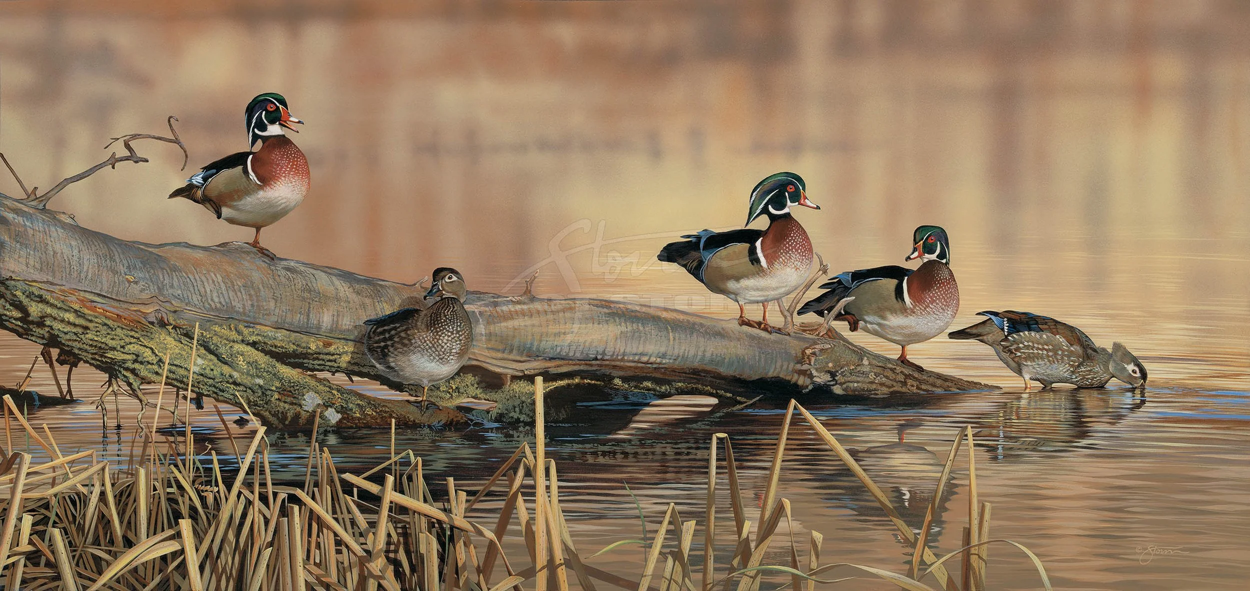 Resting Place+wood duck+Scot Storm+wildlife+art+prints+original+painting+waterfowl+duck+ducks unlimited+delta waterfowl.jpg