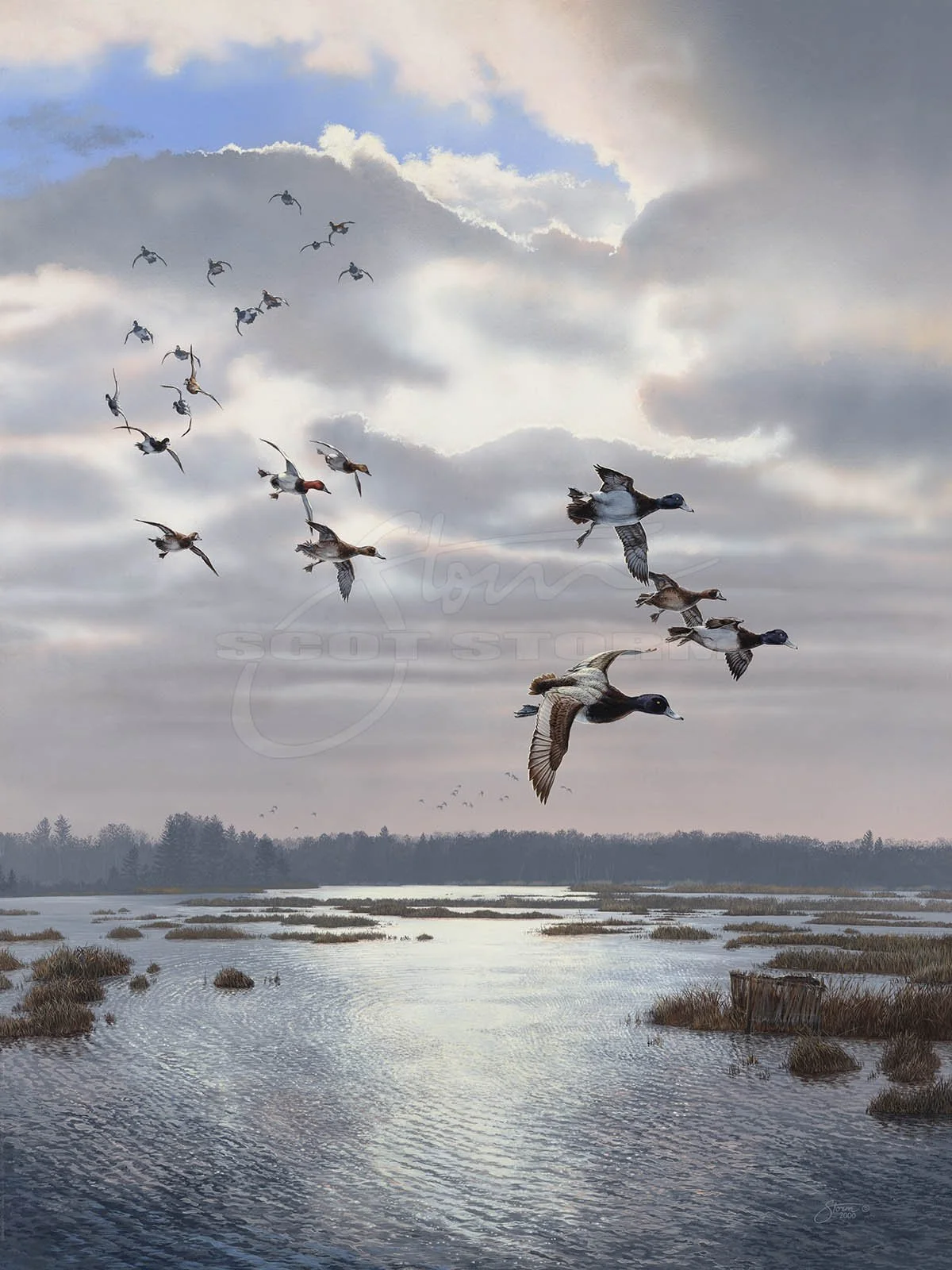 Rippin the Dawn+scaup+bluebill+Scot Storm+wildlife+art+prints+original+painting+waterfowl+duck+ducks unlimited+delta waterfowl.jpg