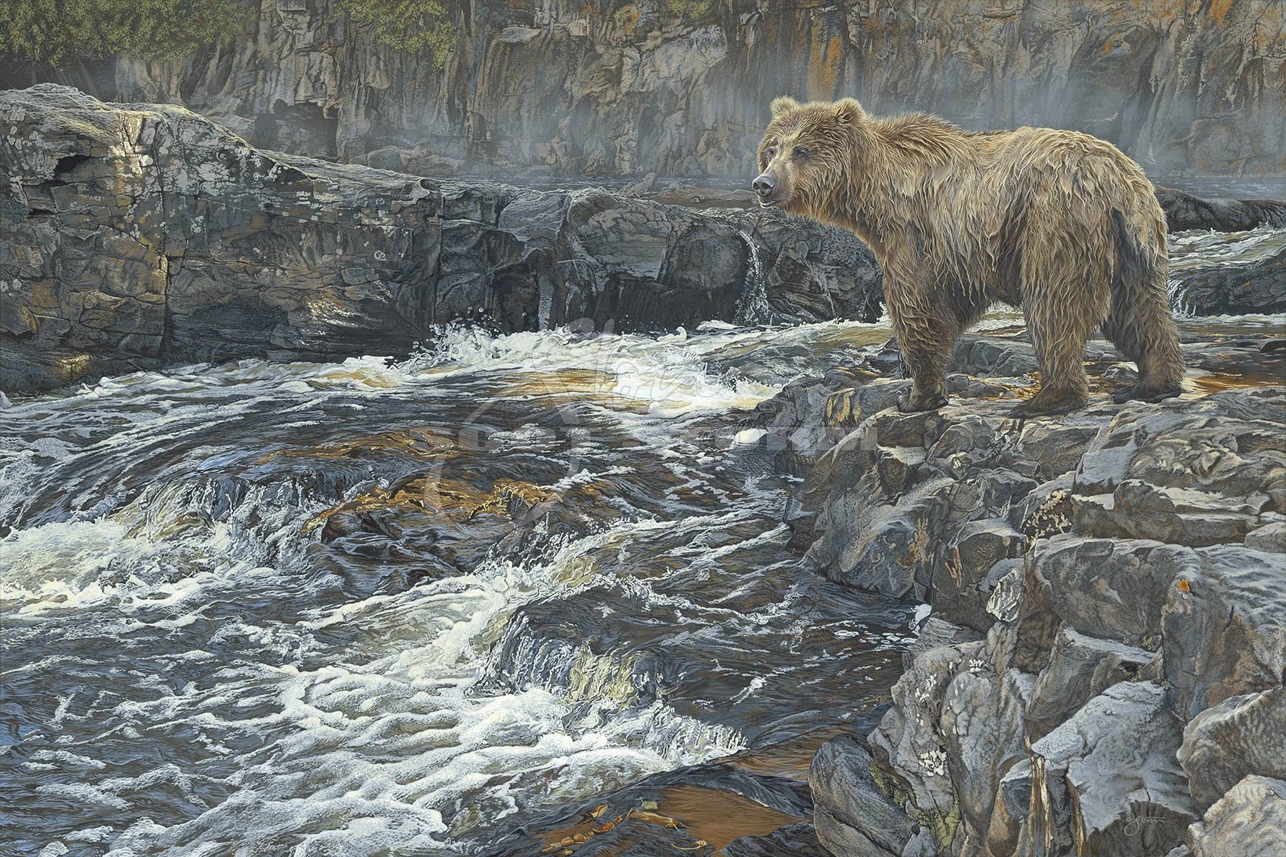 River Hunter+brown+grizzly+bear+predator+western+Scot Storm+wildlife+art+prints+original+painting.jpg