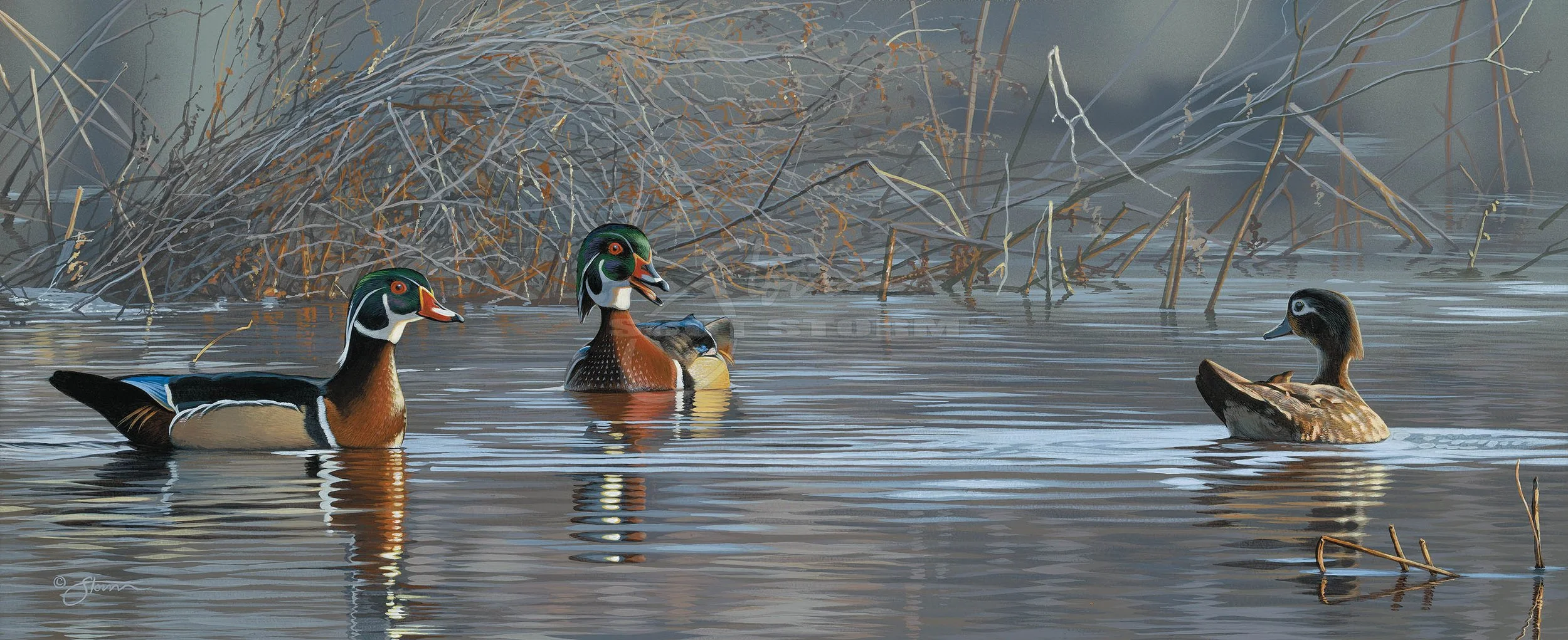 Springtime Chatter+wood duck+Scot Storm+wildlife+art+prints+original+painting+waterfowl+duck+ducks unlimited+delta waterfowl.jpg