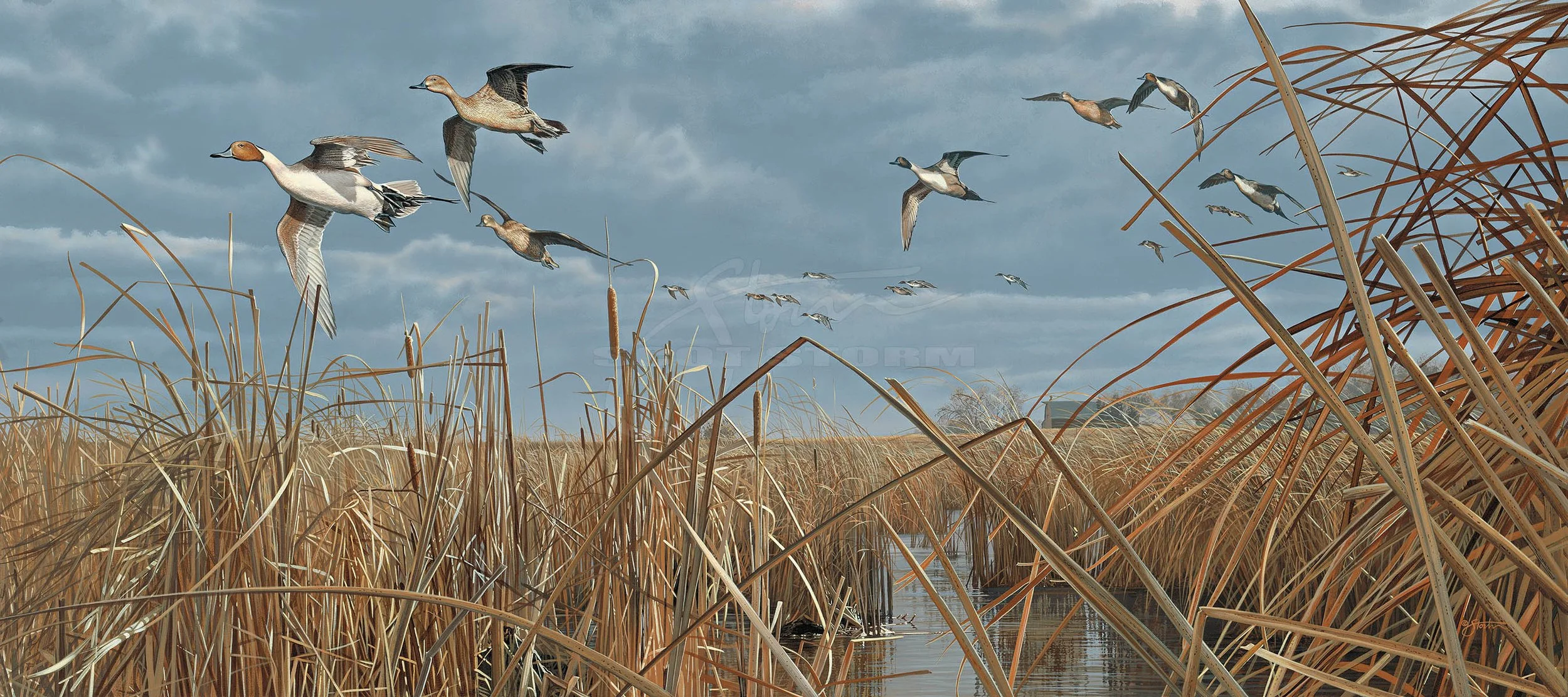 Tails from the Blind+pintail+hunting+Scot Storm+wildlife+art+prints+original+painting+waterfowl+duck+ducks unlimited+delta waterfowl.jpg