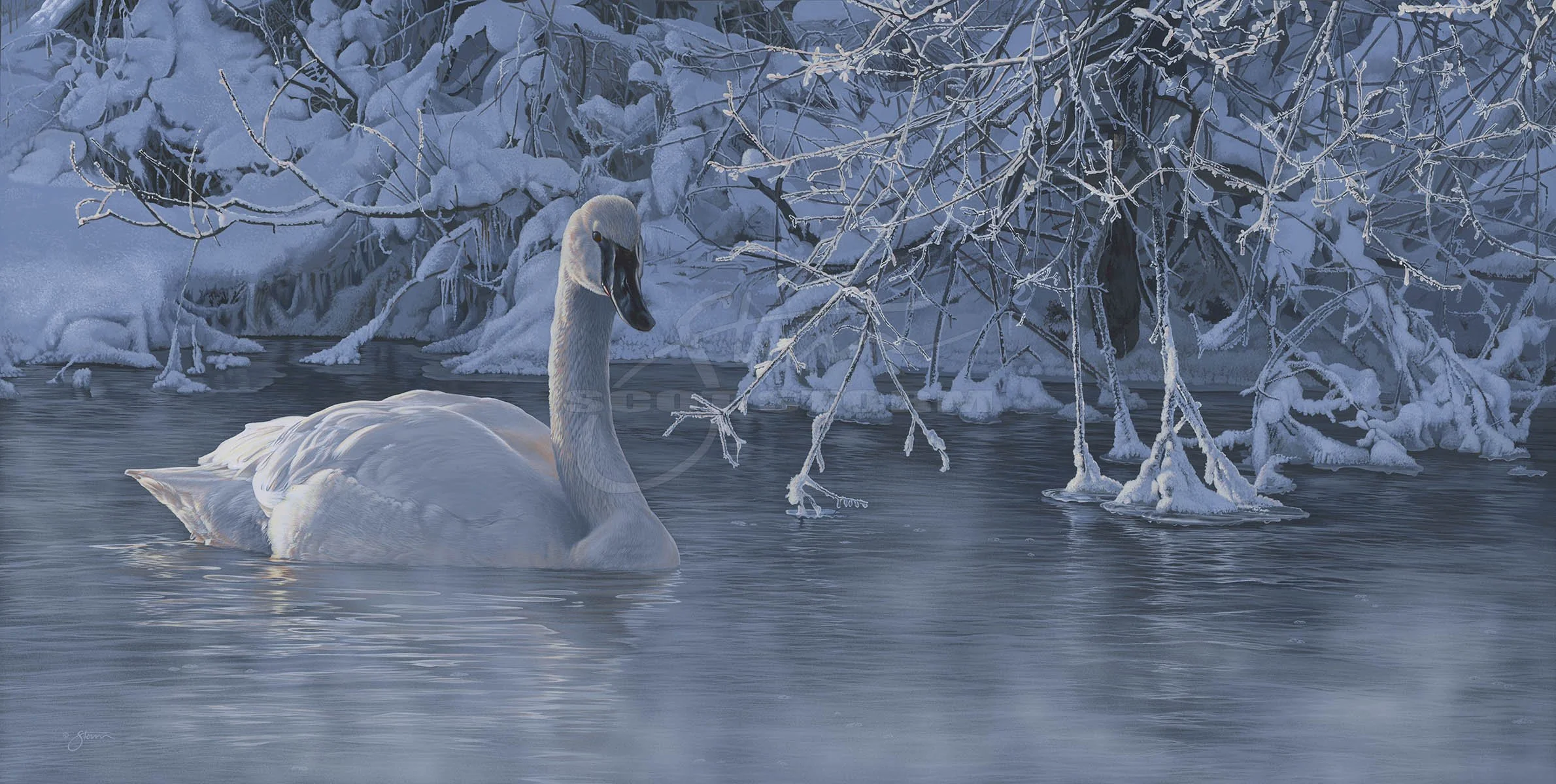 Winter Elegance+trumpeter+swan+Scot Storm+wildlife+art+prints+original+painting+waterfowl+duck+ducks unlimited+delta waterfowl.jpg