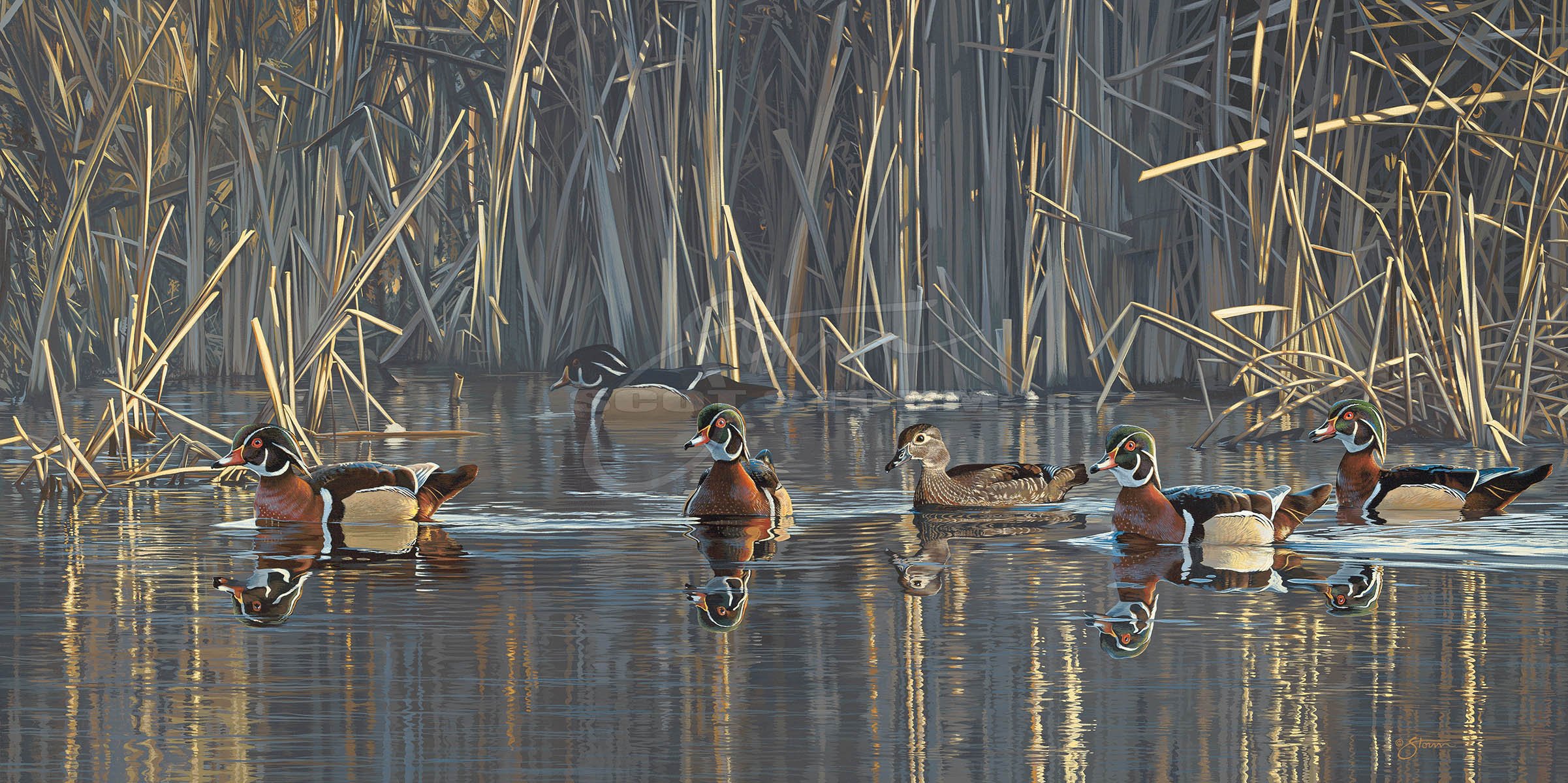 Spring Fling+wood duck++Scot Storm+wildlife+art+prints+original+painting+waterfowl+duck+ducks unlimited+delta waterfowl.jpg