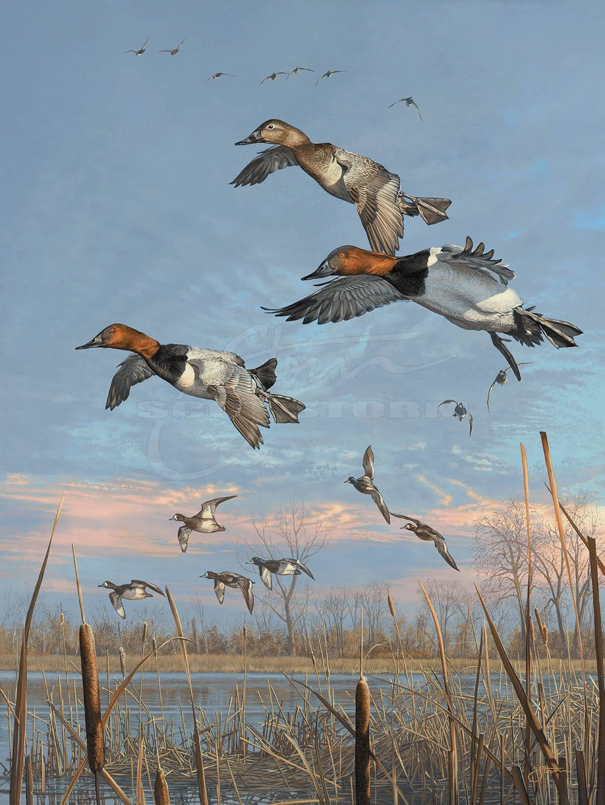 Droppin In+canvasback+Scot Storm+waterfowl+wildlife+art+prints+original+painting+duck+ducks unlimited+delta waterfowl.jpg