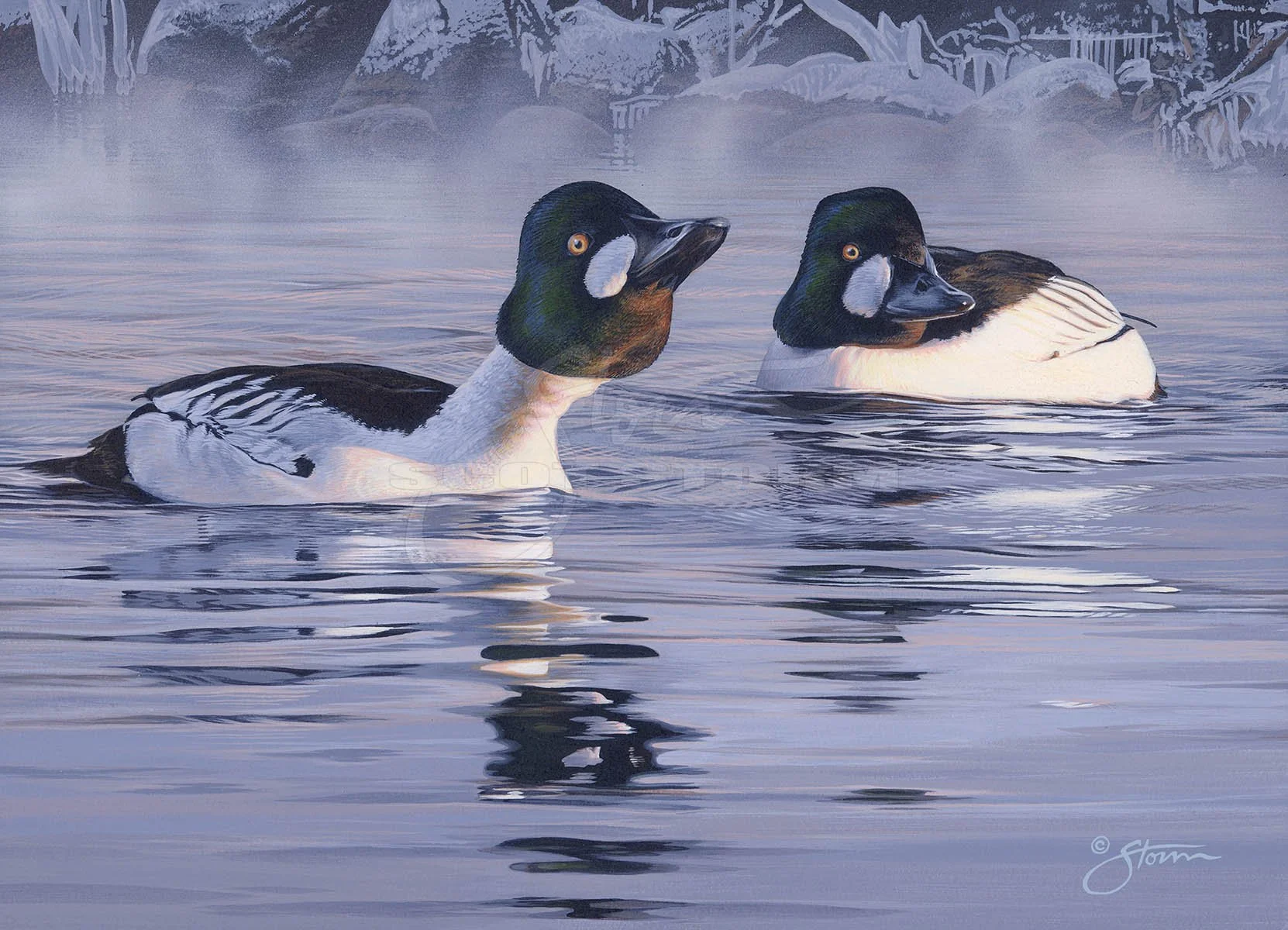 2009 Minnesota Duck Stamp+stamp+goldeneye+Scot Storm+waterfowl+wildlife+art+prints+original+painting+duck+ducks unlimited+delta waterfowl+minnesota dnr.jpg
