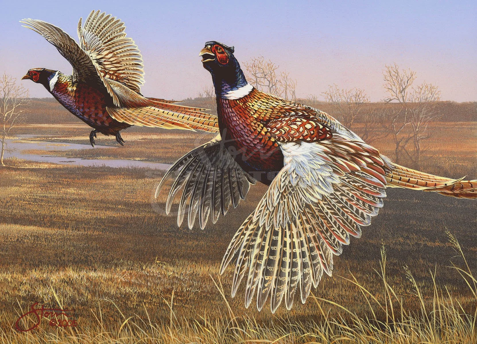 2006 Minnesota Pheasant Stamp+pheasant+stamp+Scot Storm+wildlife+art+prints+original+painting+pheasants forever.jpg