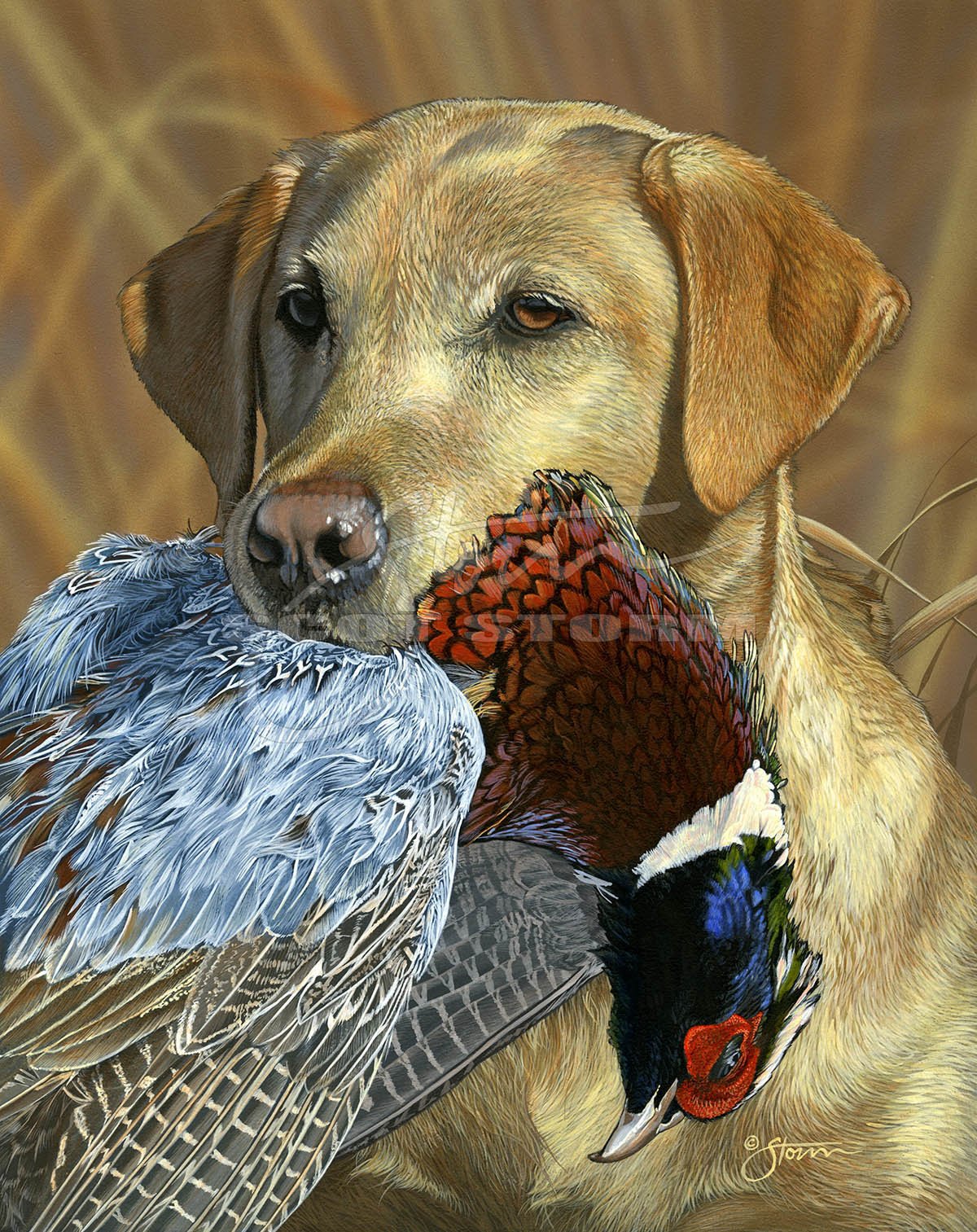Prize Possession+Yellow+lab+labrador+pheasant+pheasants forever+hunting+sporting+dog+Scot Storm+wildlife+art+prints+original+painting.jpg