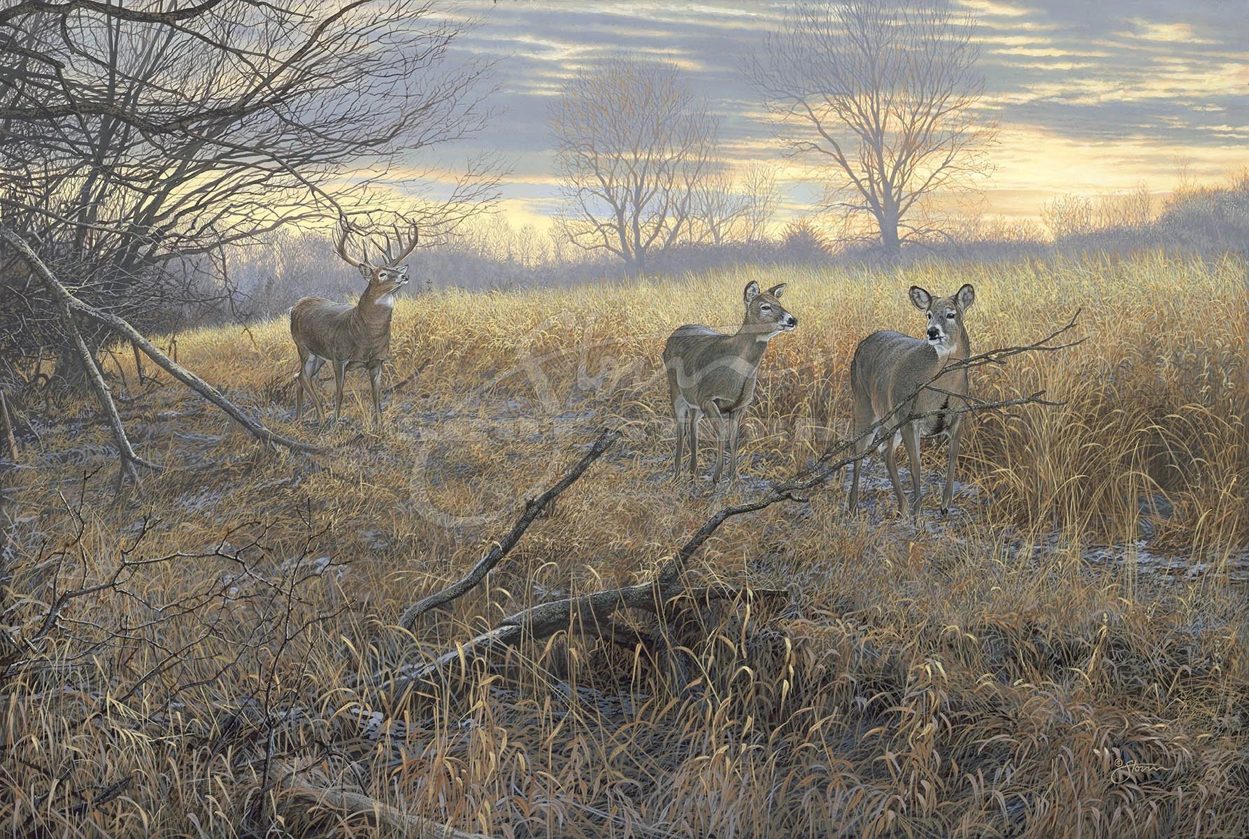 Scrapeline Monarch+whitetail+deer+mdha+whitetails unlimited+hunting+Scot Storm+wildlife+art+prints+original+painting.jpg