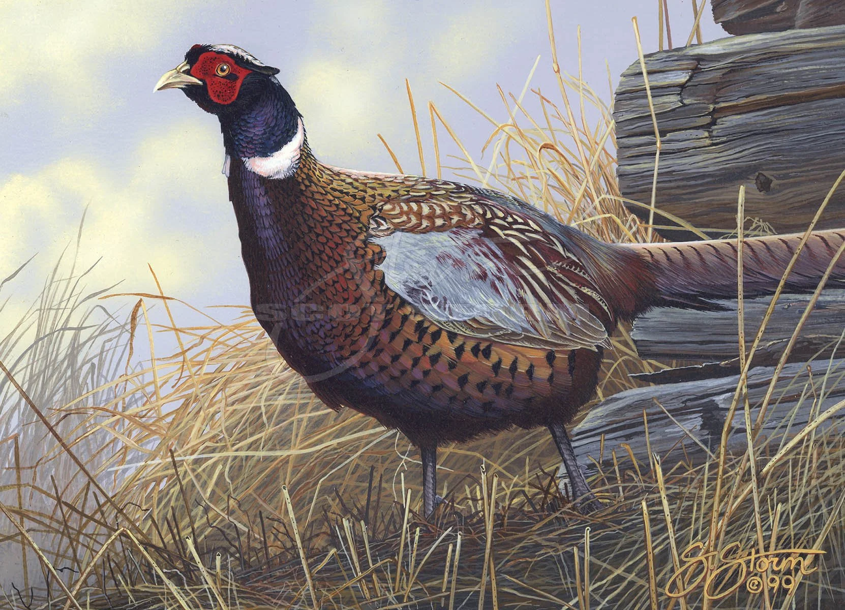 2000 Minnesota Pheasant Stamp+stamp+Scot Storm+pheasant+wildlife+art+prints+original+painting+pheasants forever.jpg
