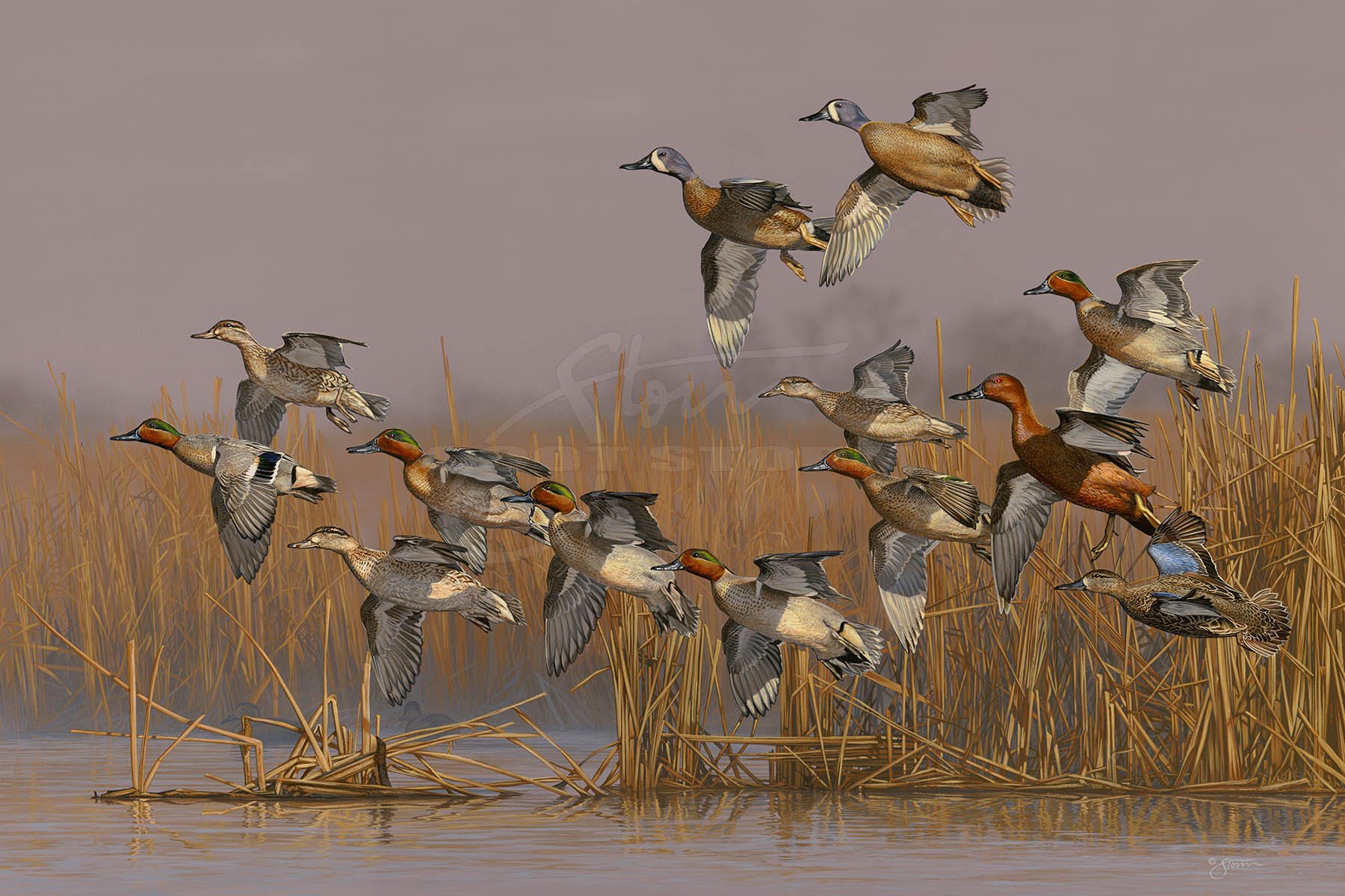 Teal+Time+bluewing+greenwing+cinnamon+hunting+Scot Storm+wildlife+art+prints+original+painting+waterfowl+duck+ducks unlimited+delta waterfowl.jpg