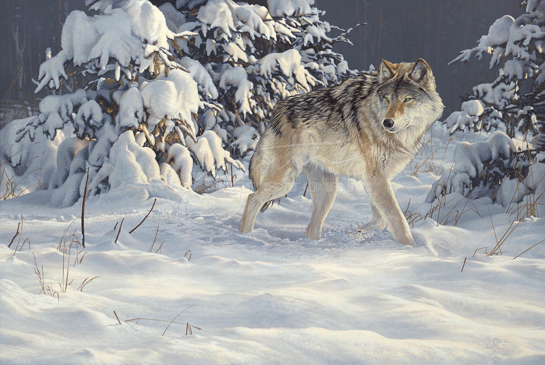 Winter Stroll+timber+grey+wolf+predator+Scot Storm+wildlife+art+prints+original+painting.jpg